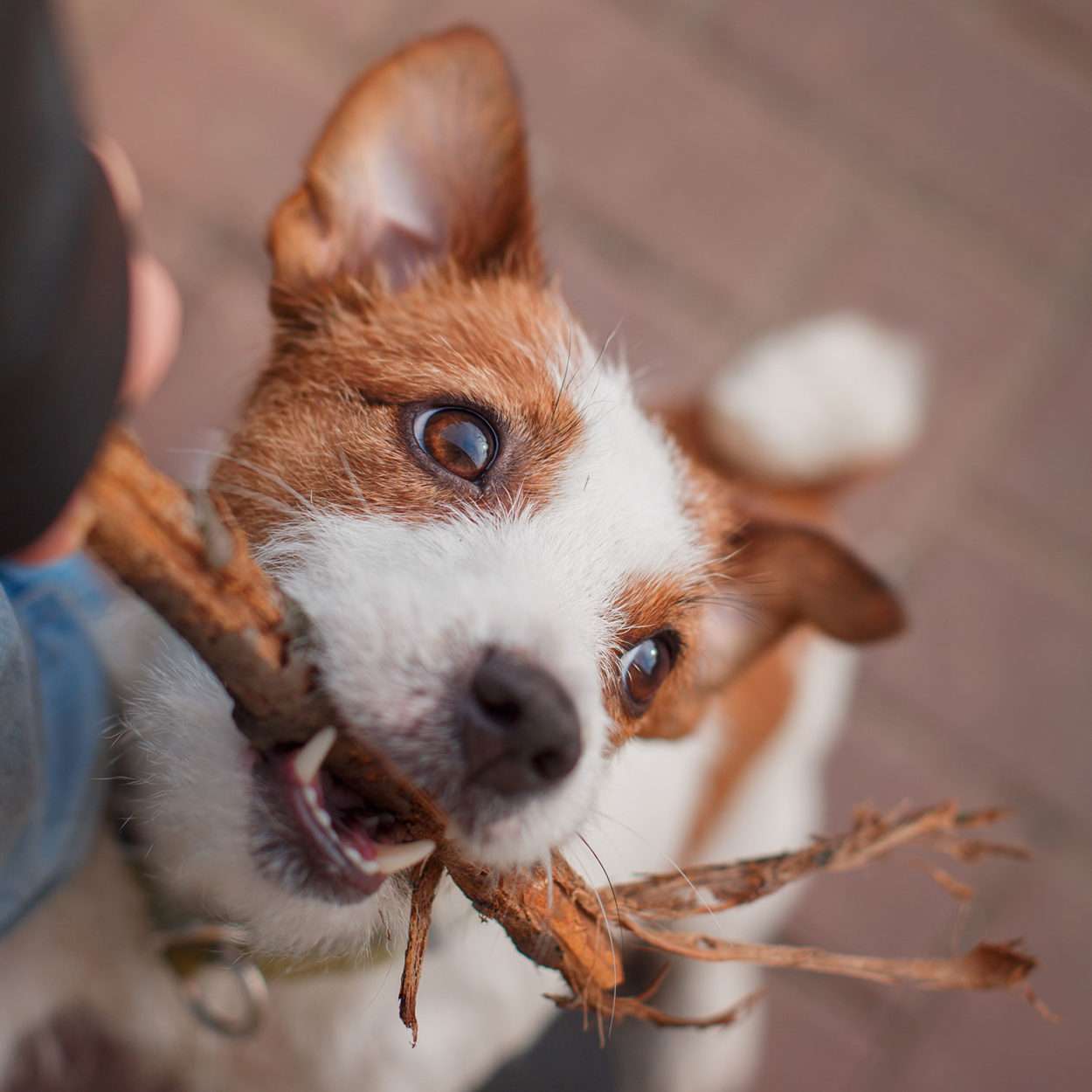 *ADOPTED* <br> Charlie