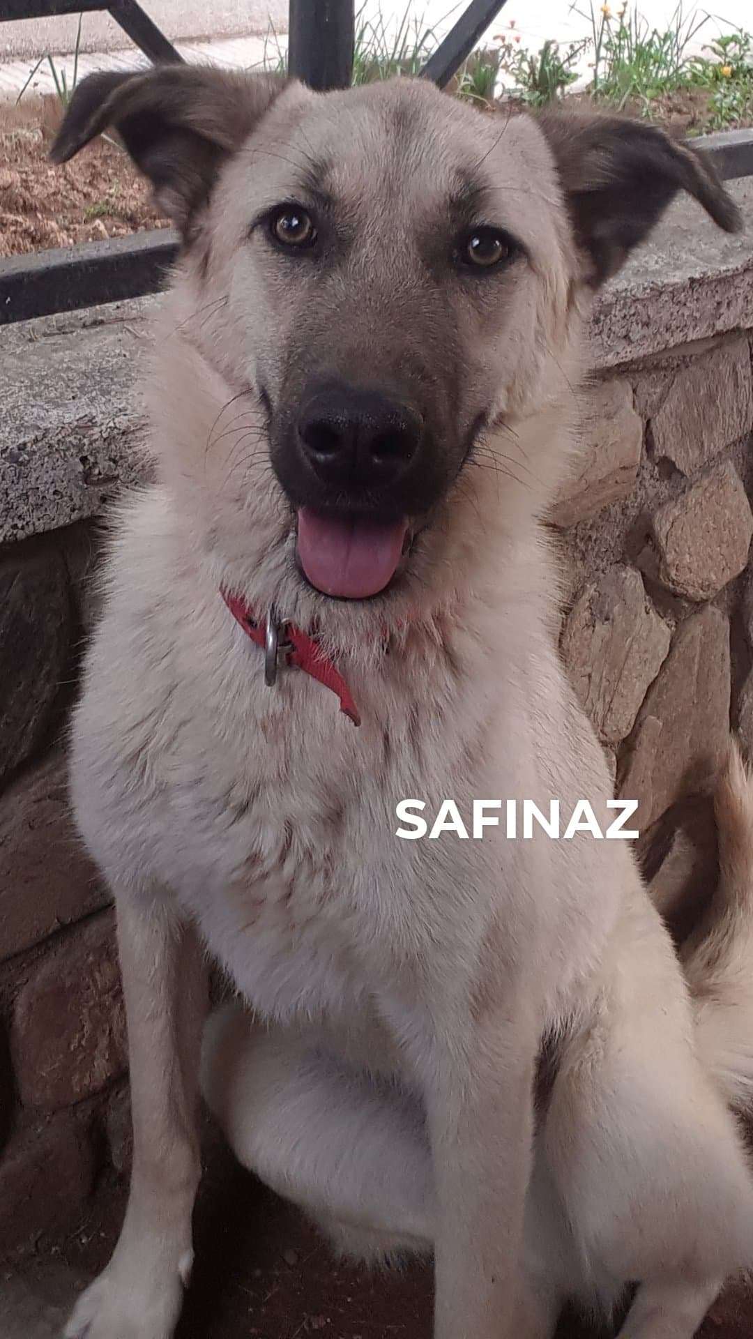 Sadie (fka Safinaz)