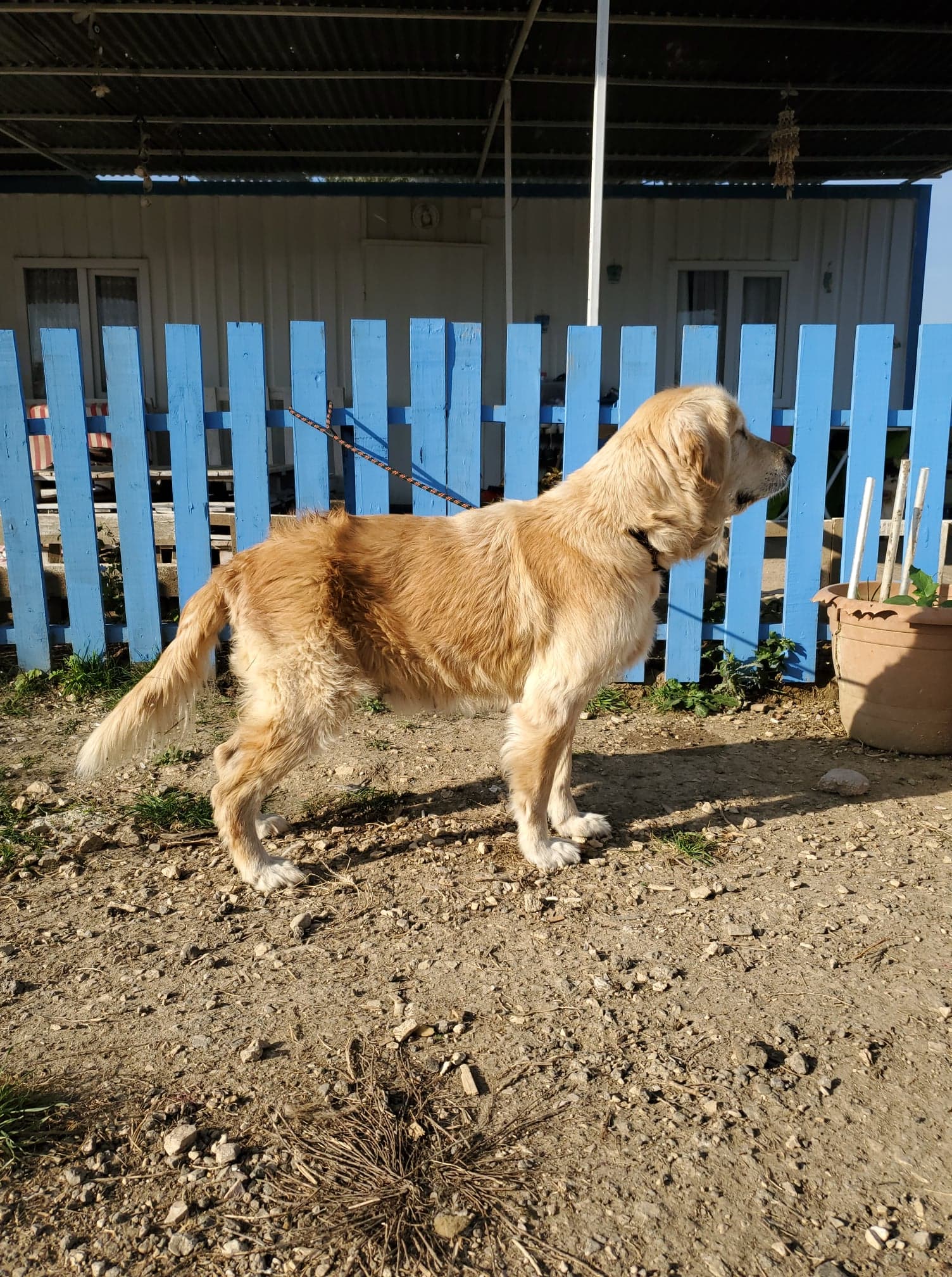 Rosie 