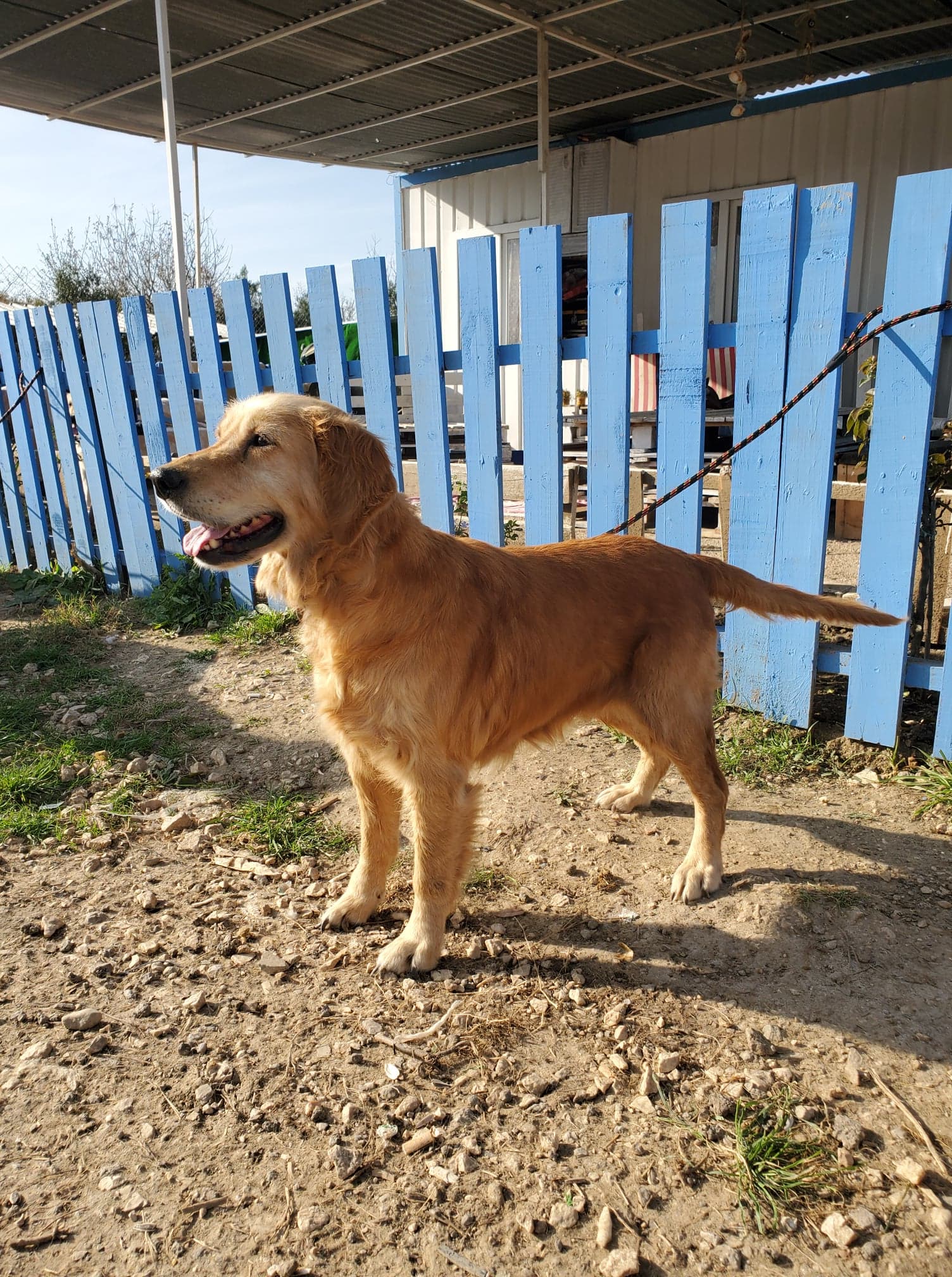Maggie 