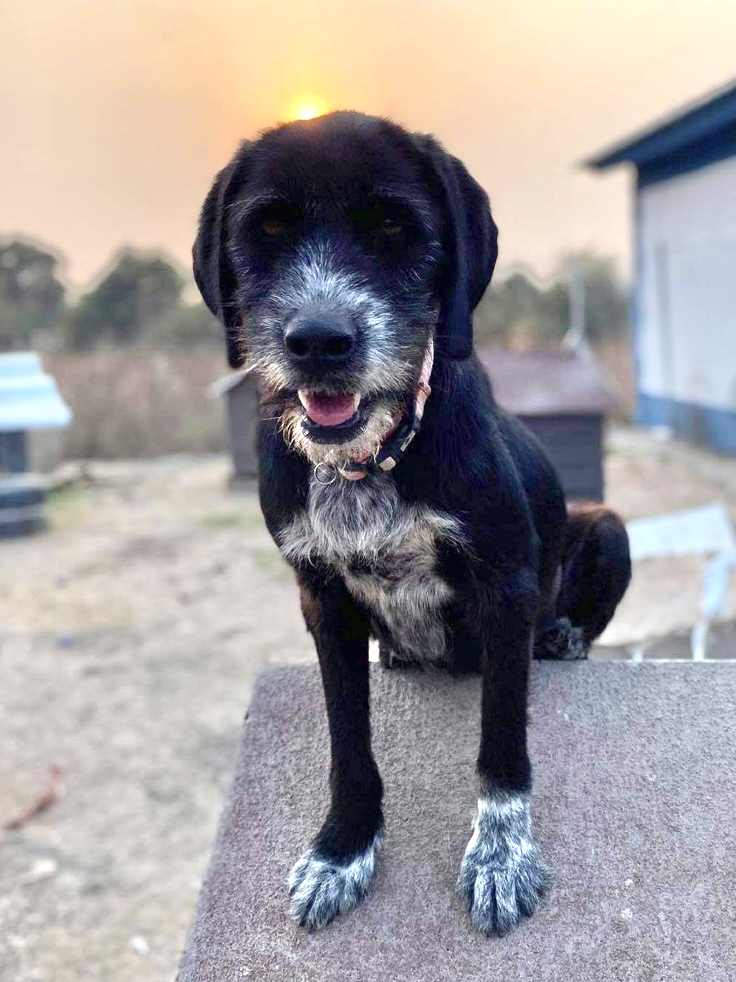 ZuZu