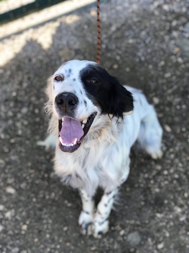 Scout