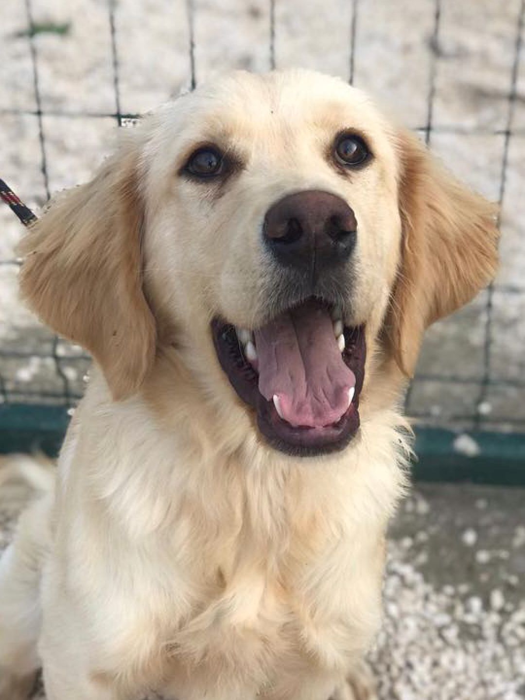Milo
