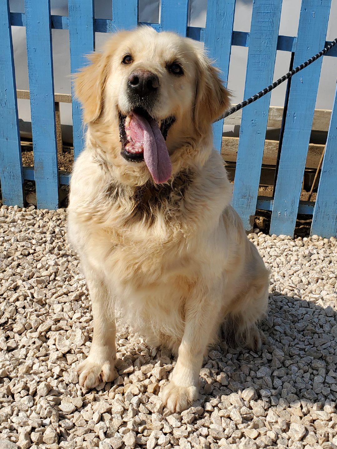 Daphne  