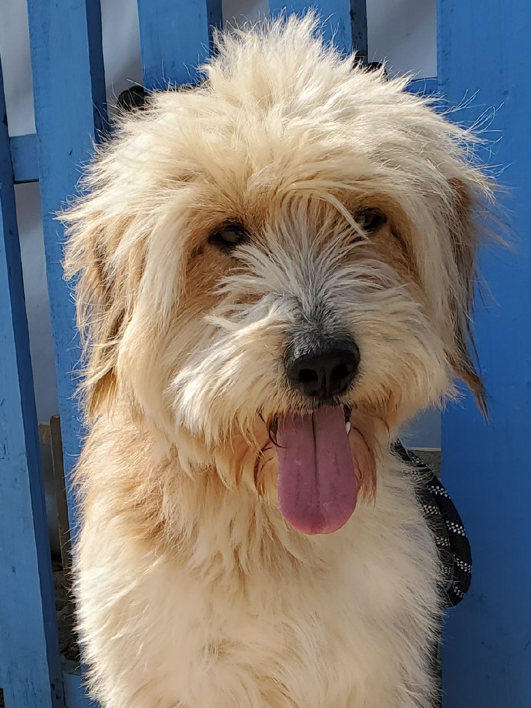 Benji  