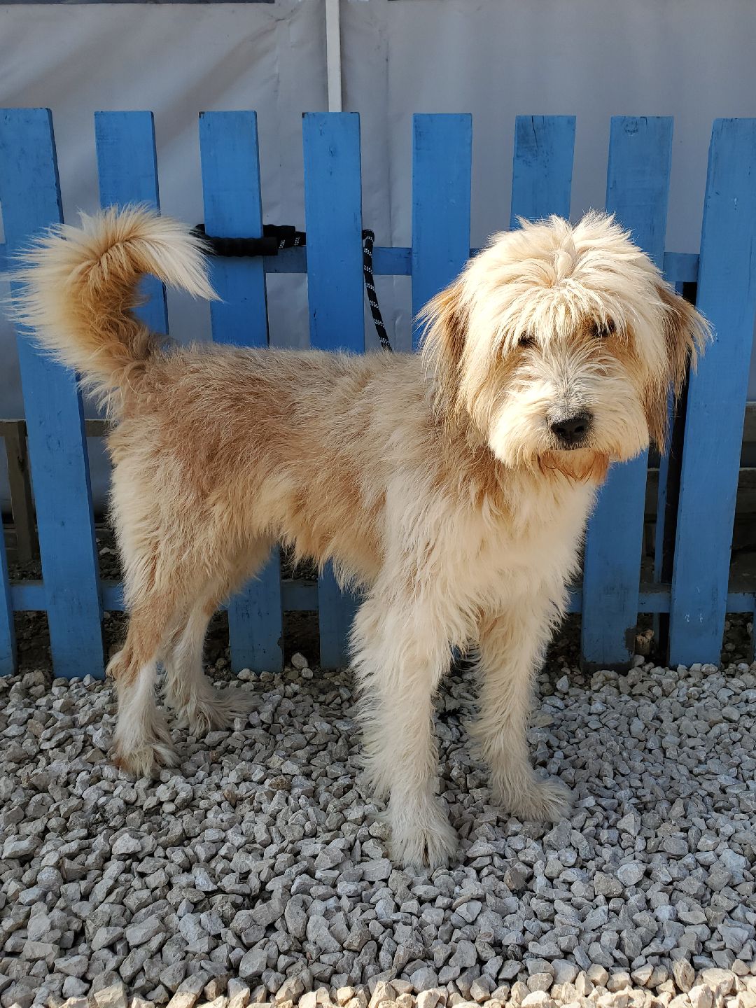 Benji  