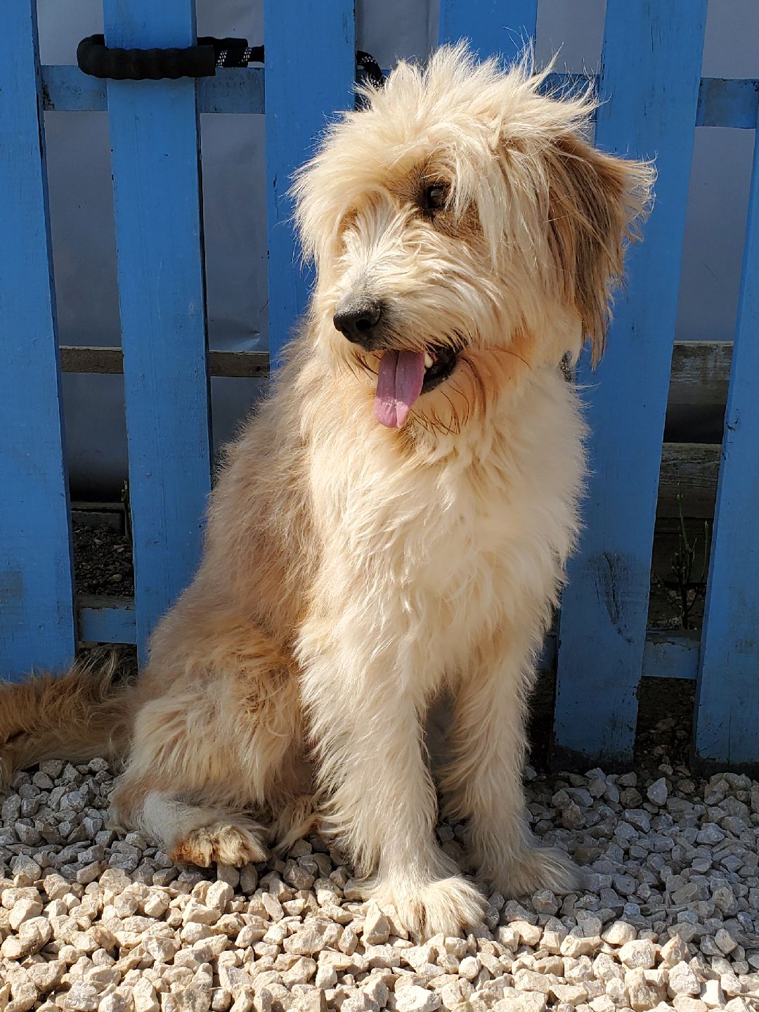 Benji  