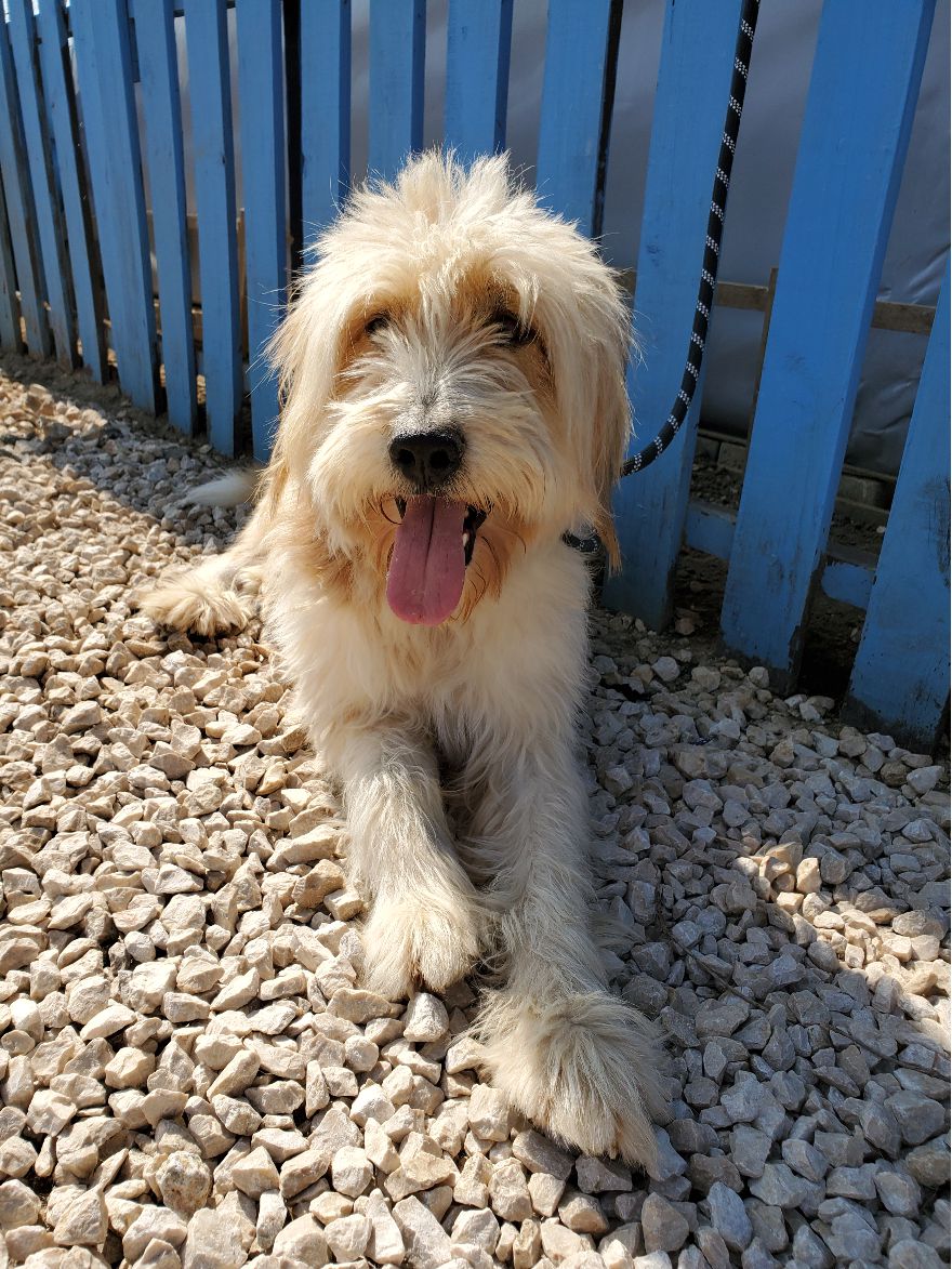 Benji  
