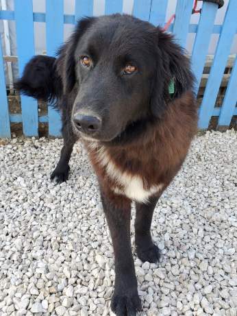 Pacino (fka Juno) 