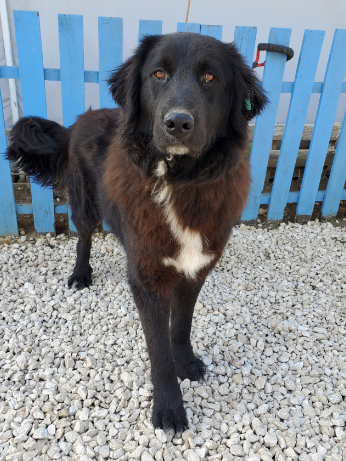 Pacino (fka Juno) 