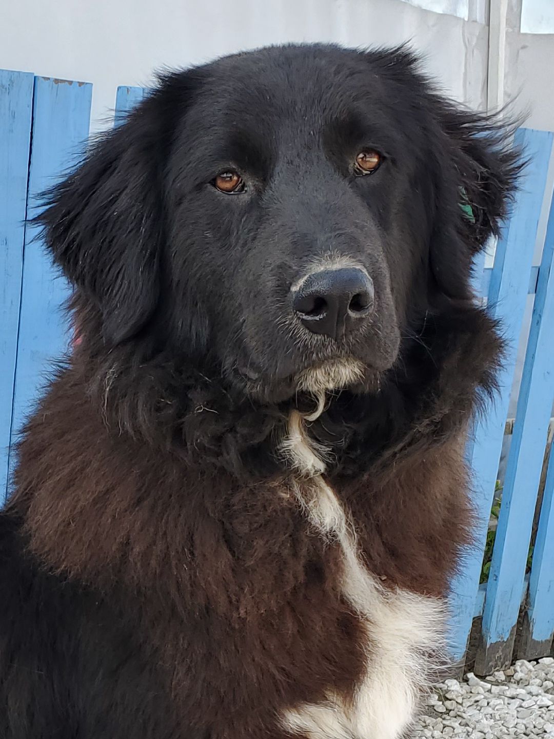 Pacino (fka Juno) 