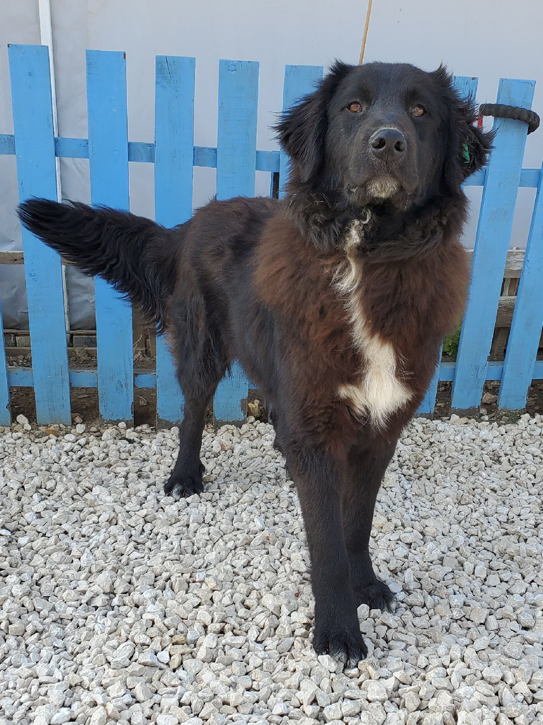 Pacino (fka Juno) 