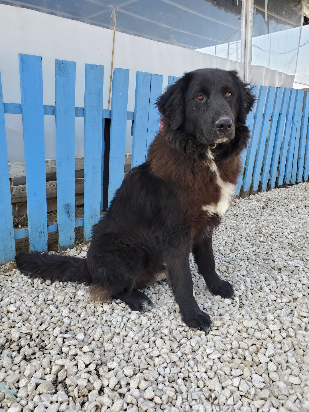 Pacino (fka Juno) 