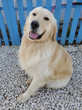 Hank  