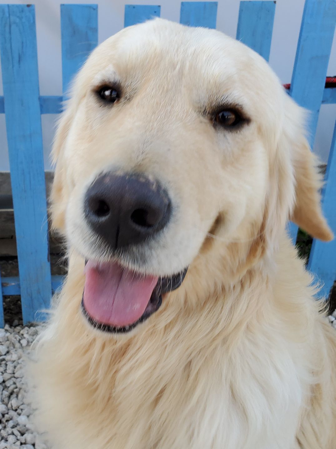 Hank  