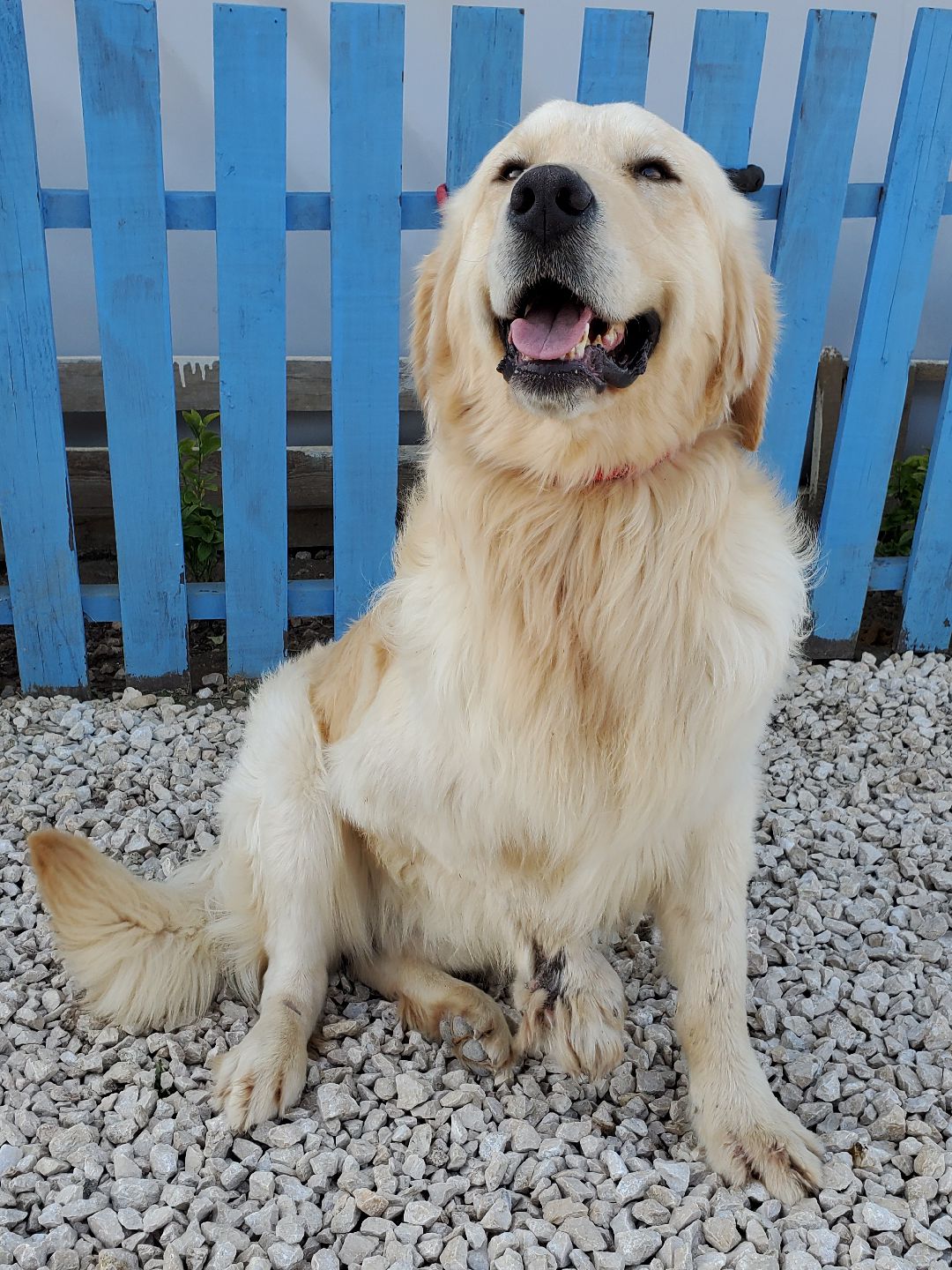 Hank  