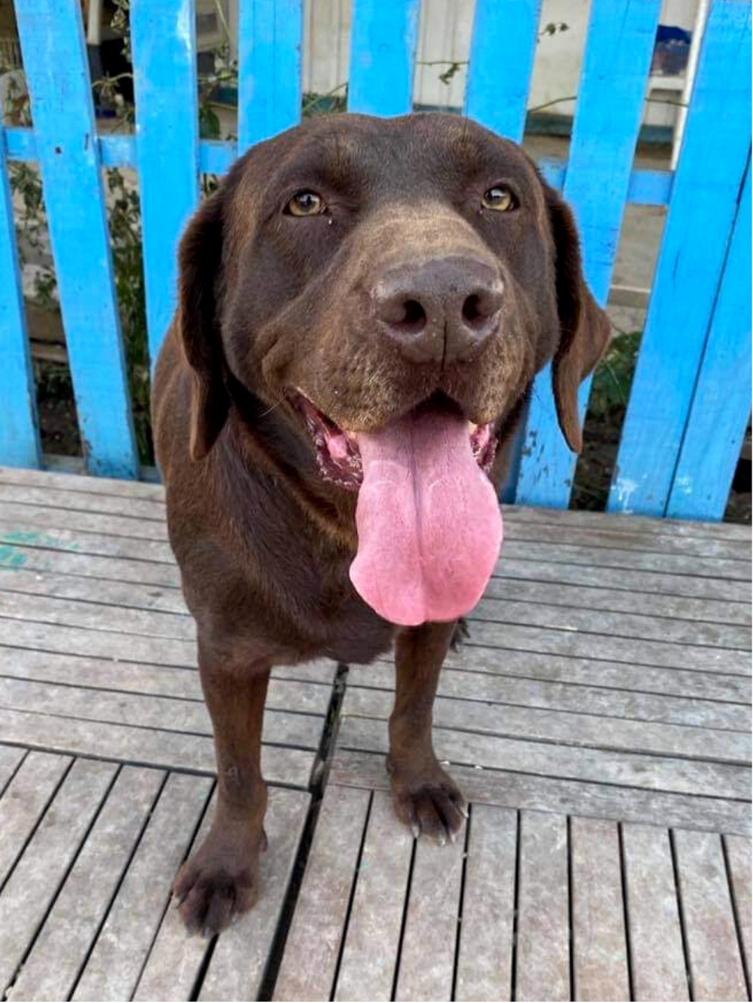 Monty (fka Mocha)