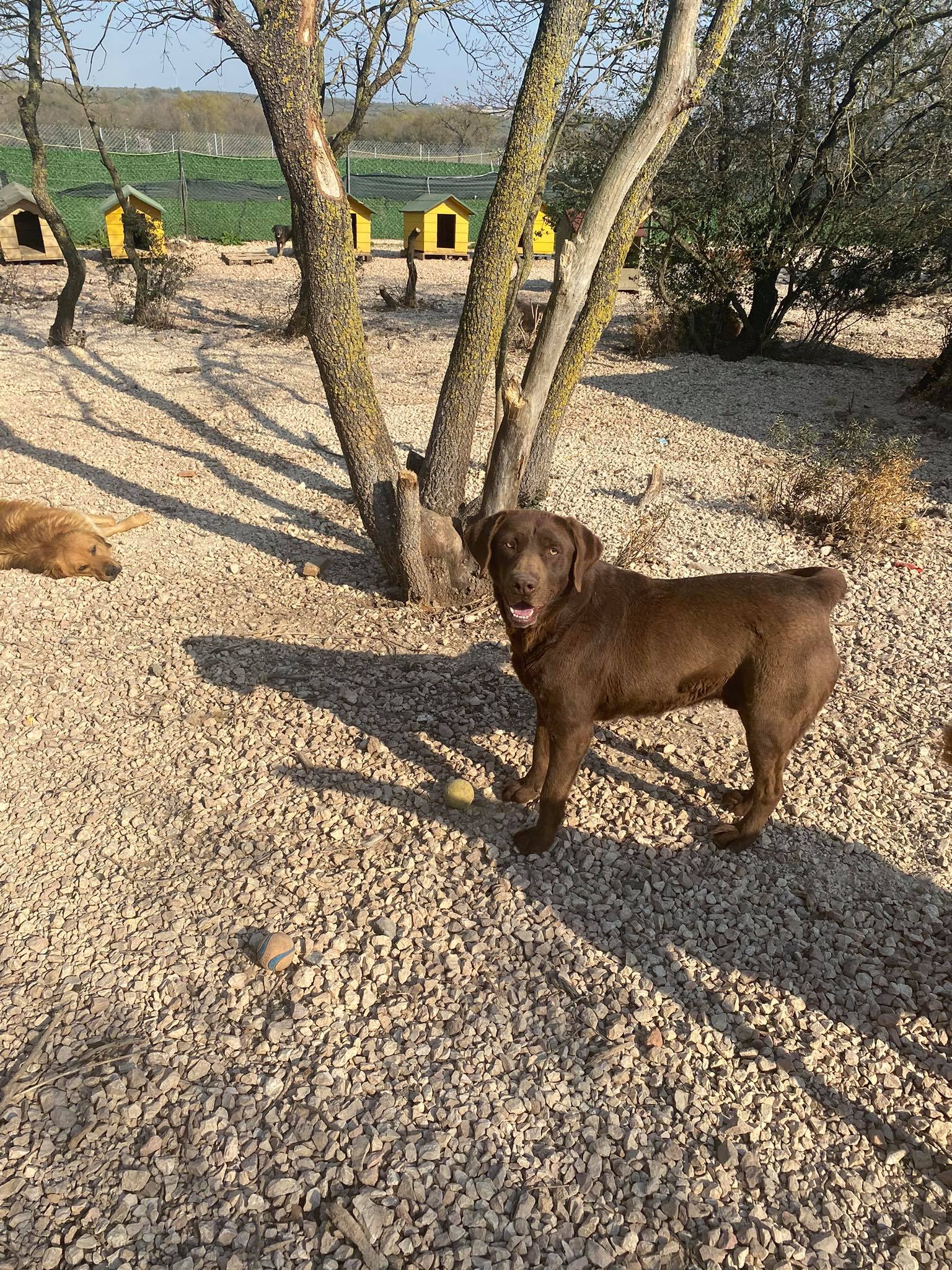 Monty (fka Mocha)
