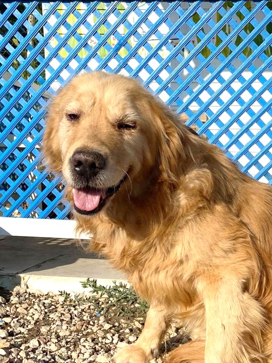 *ADOPTED* <br> Wisdom