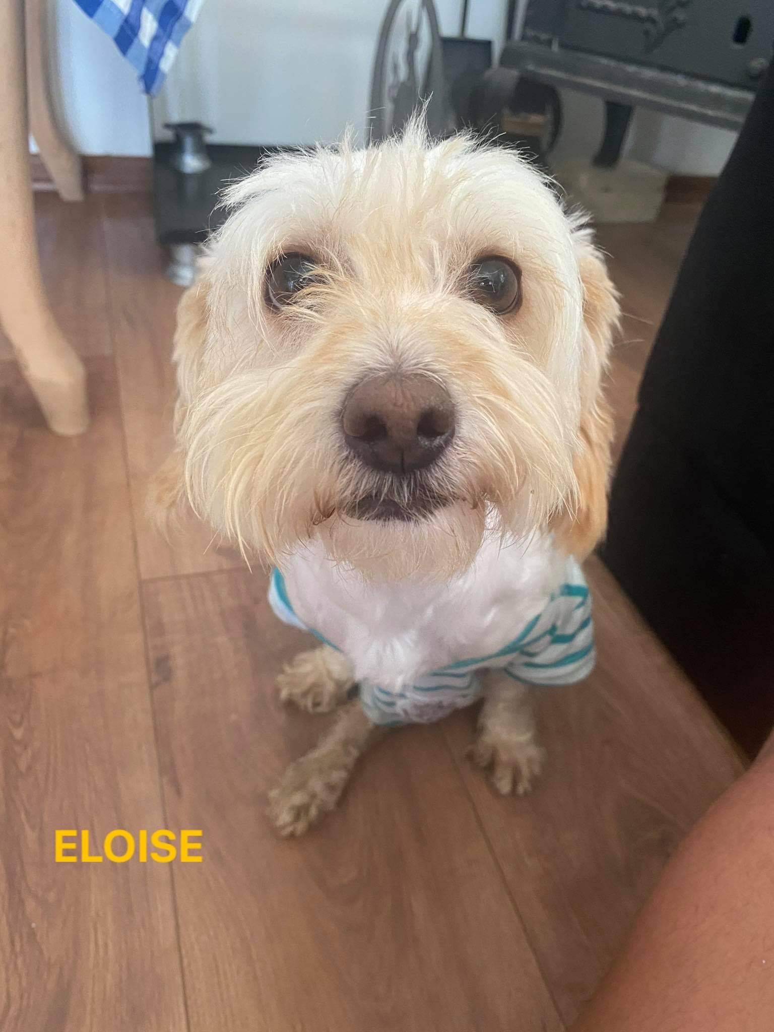 Eloise