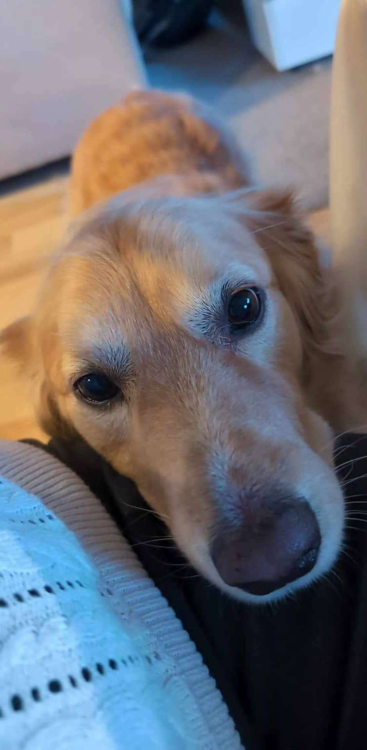 Monty - Application Limit Exceeded
