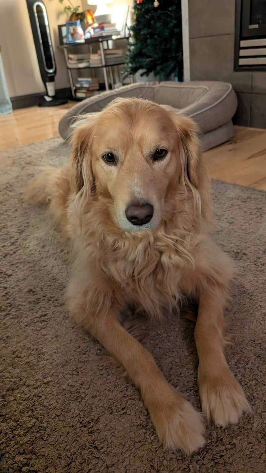 Monty - Application Limit Exceeded