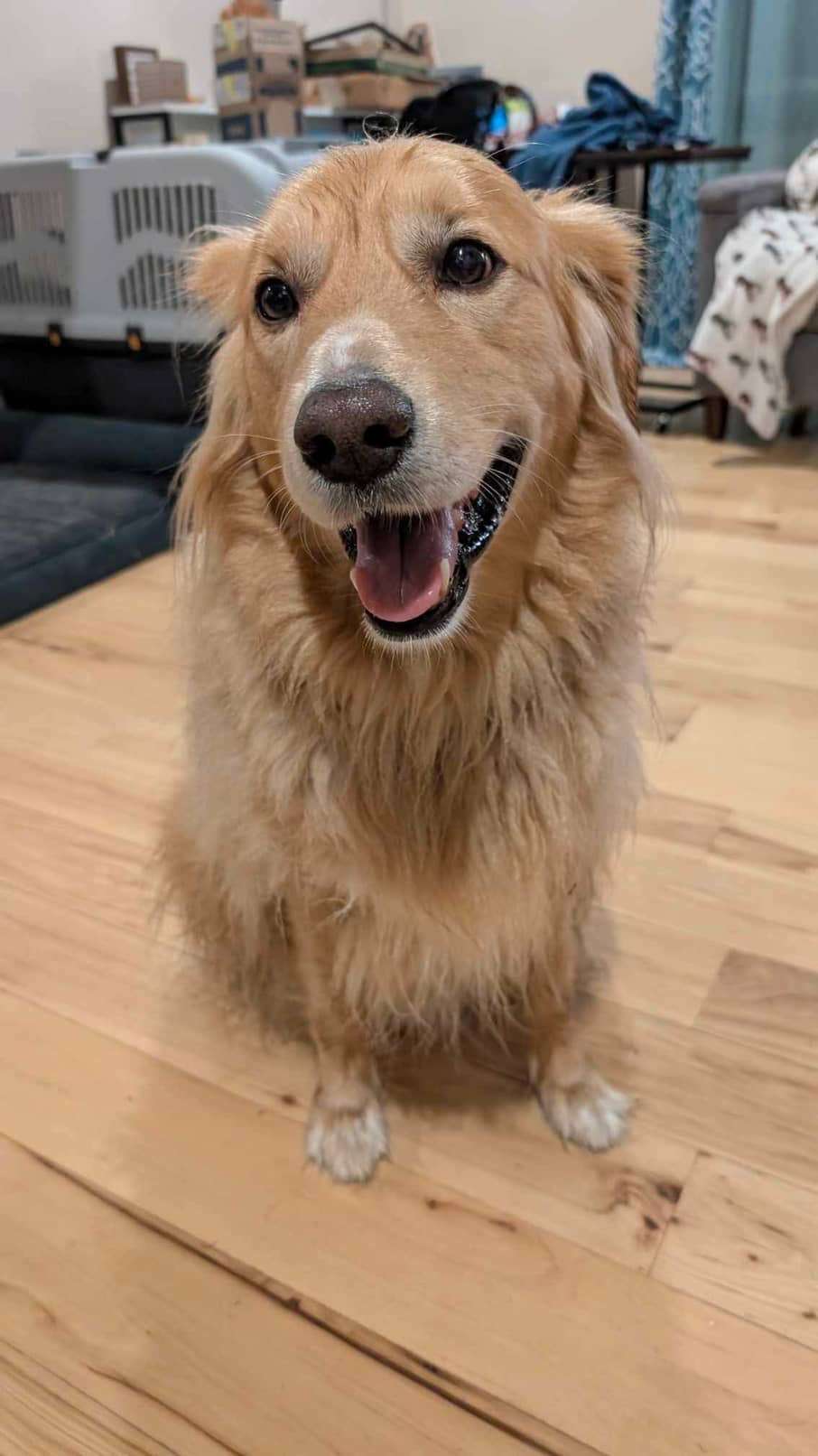 Monty - Application Limit Exceeded