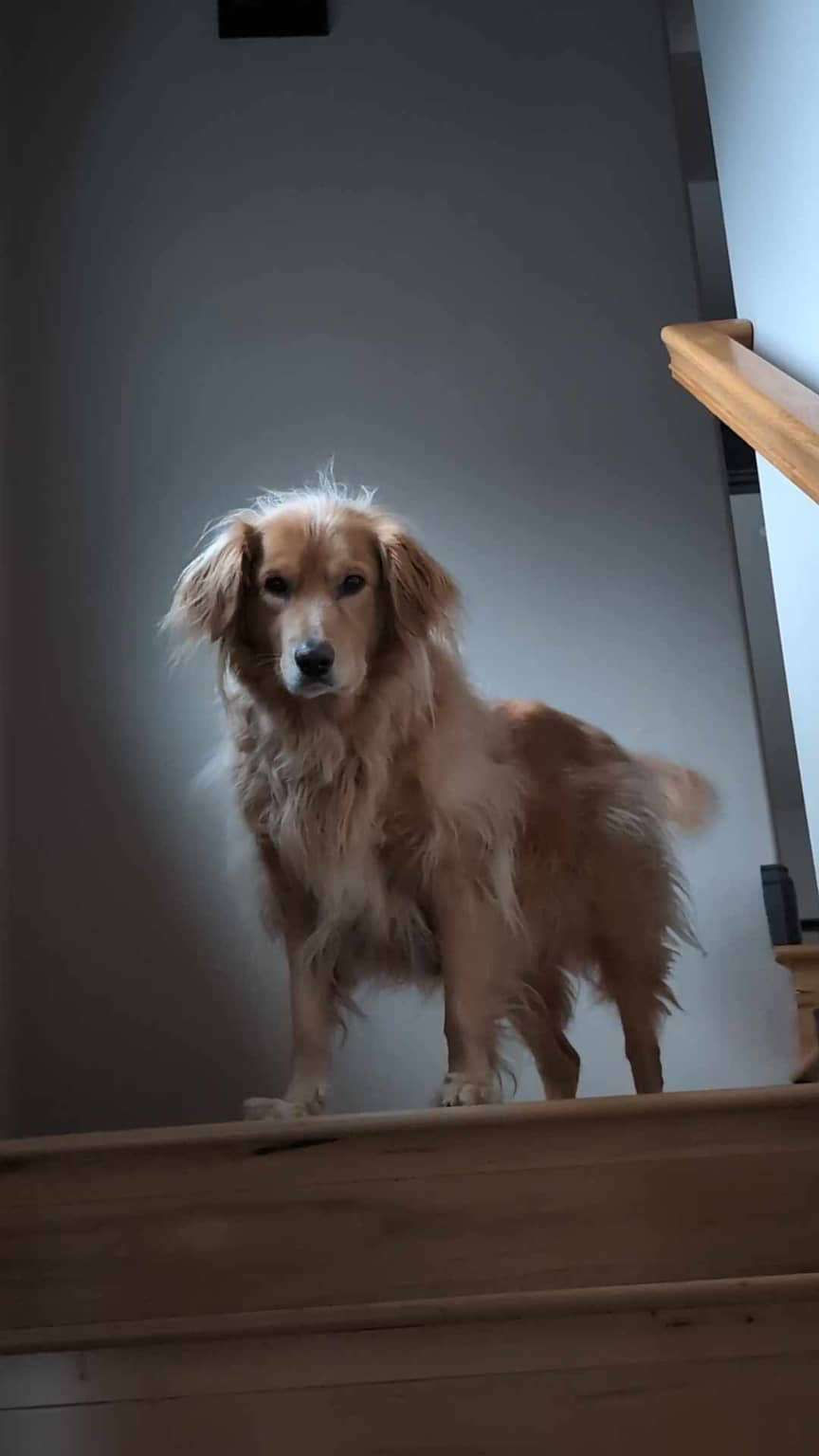 Monty - Application Limit Exceeded