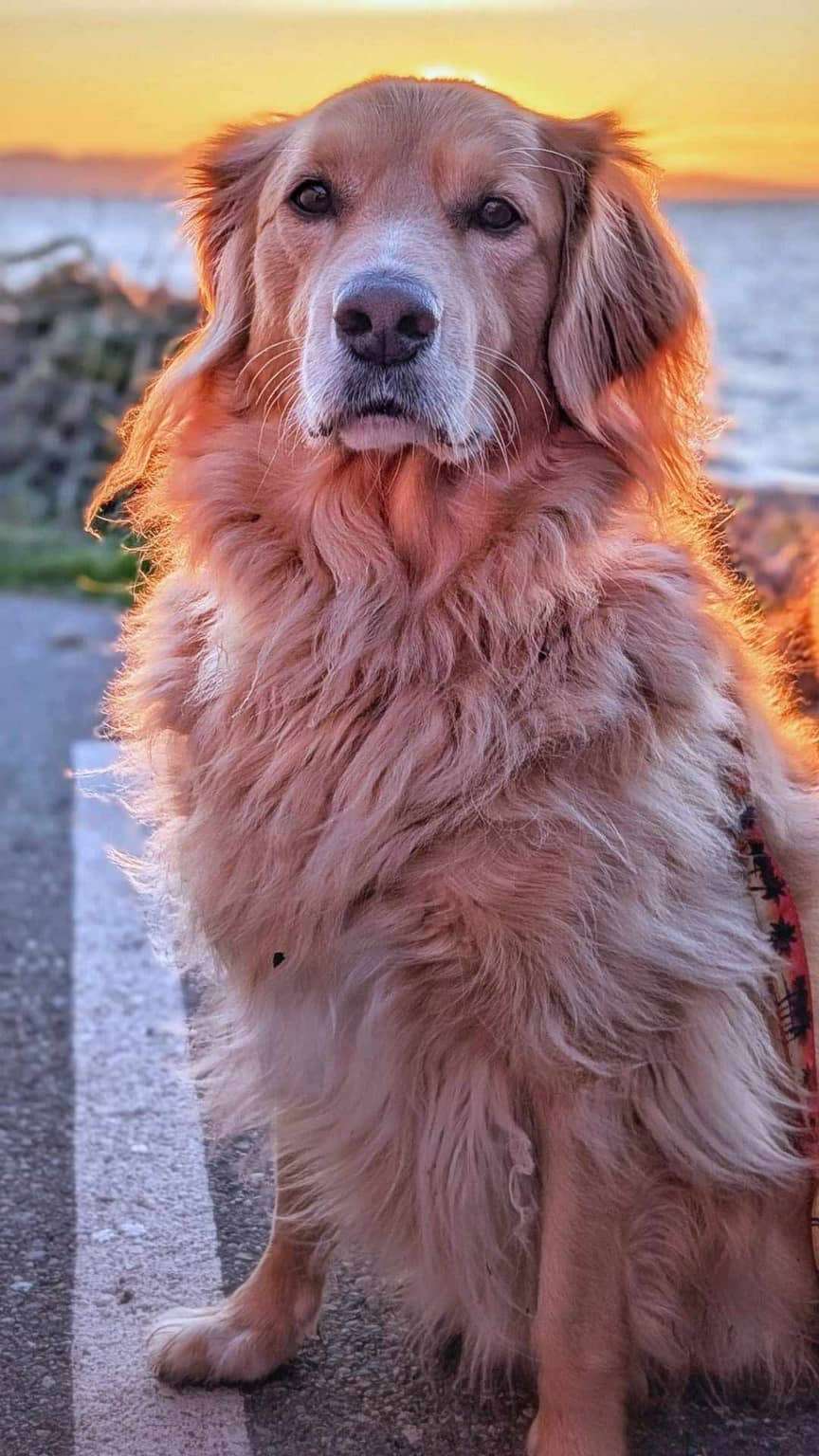 Monty - Application Limit Exceeded