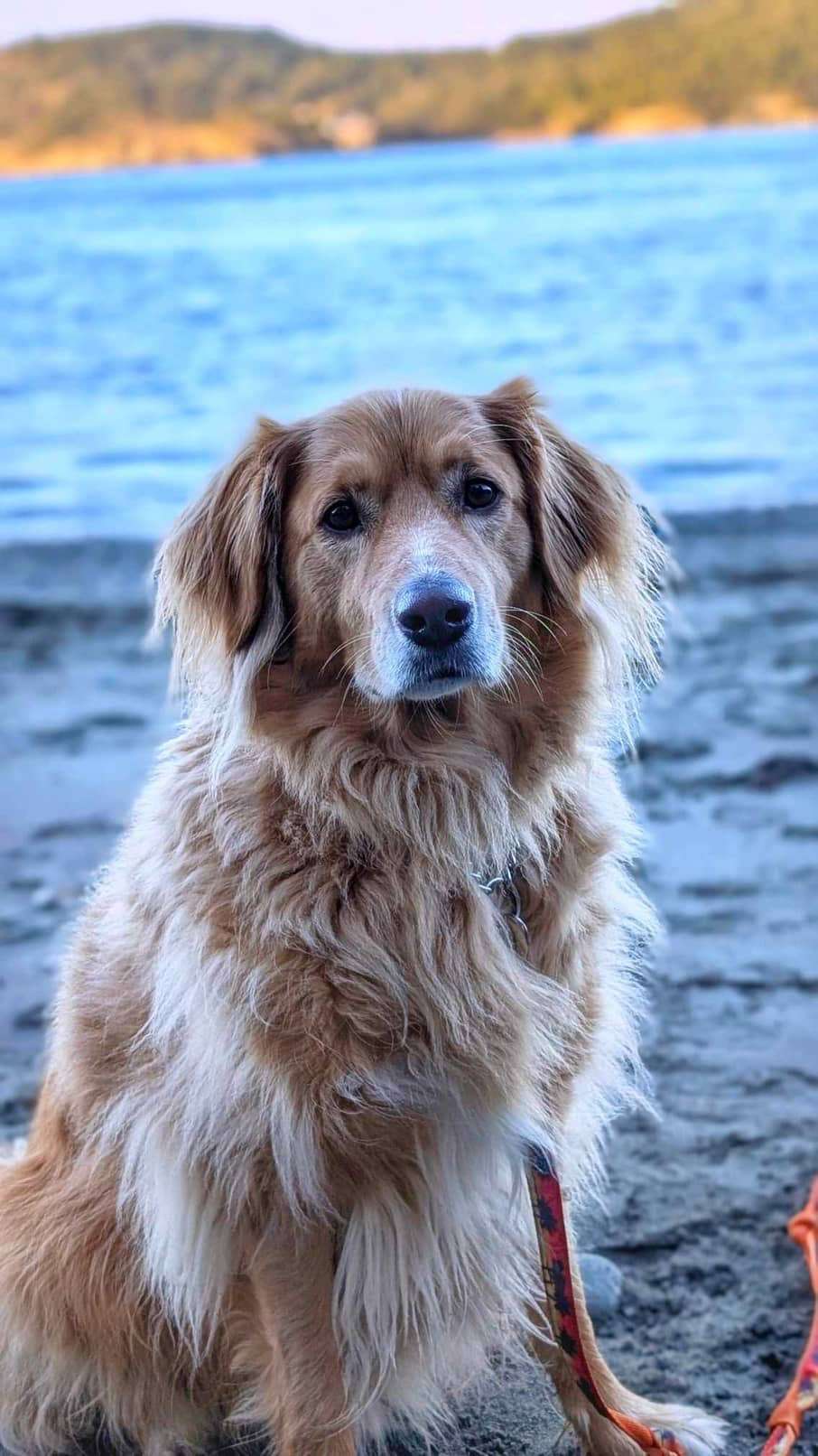 Monty - Application Limit Exceeded