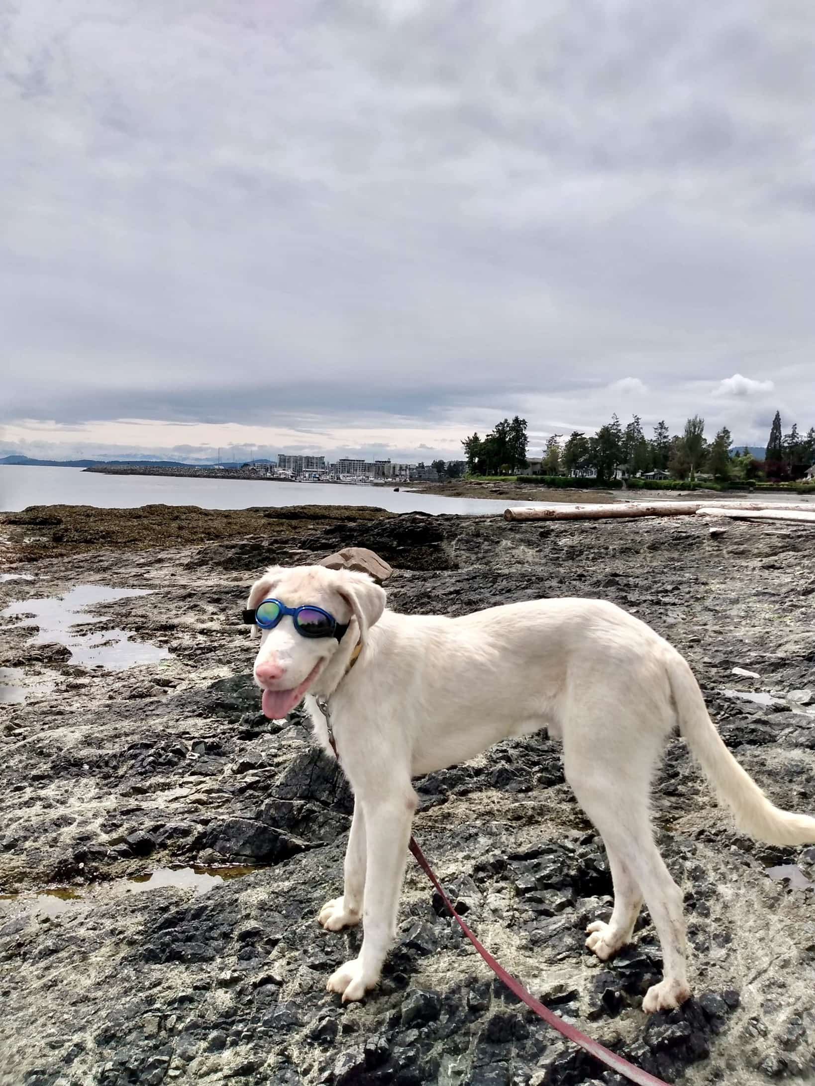 Tofino