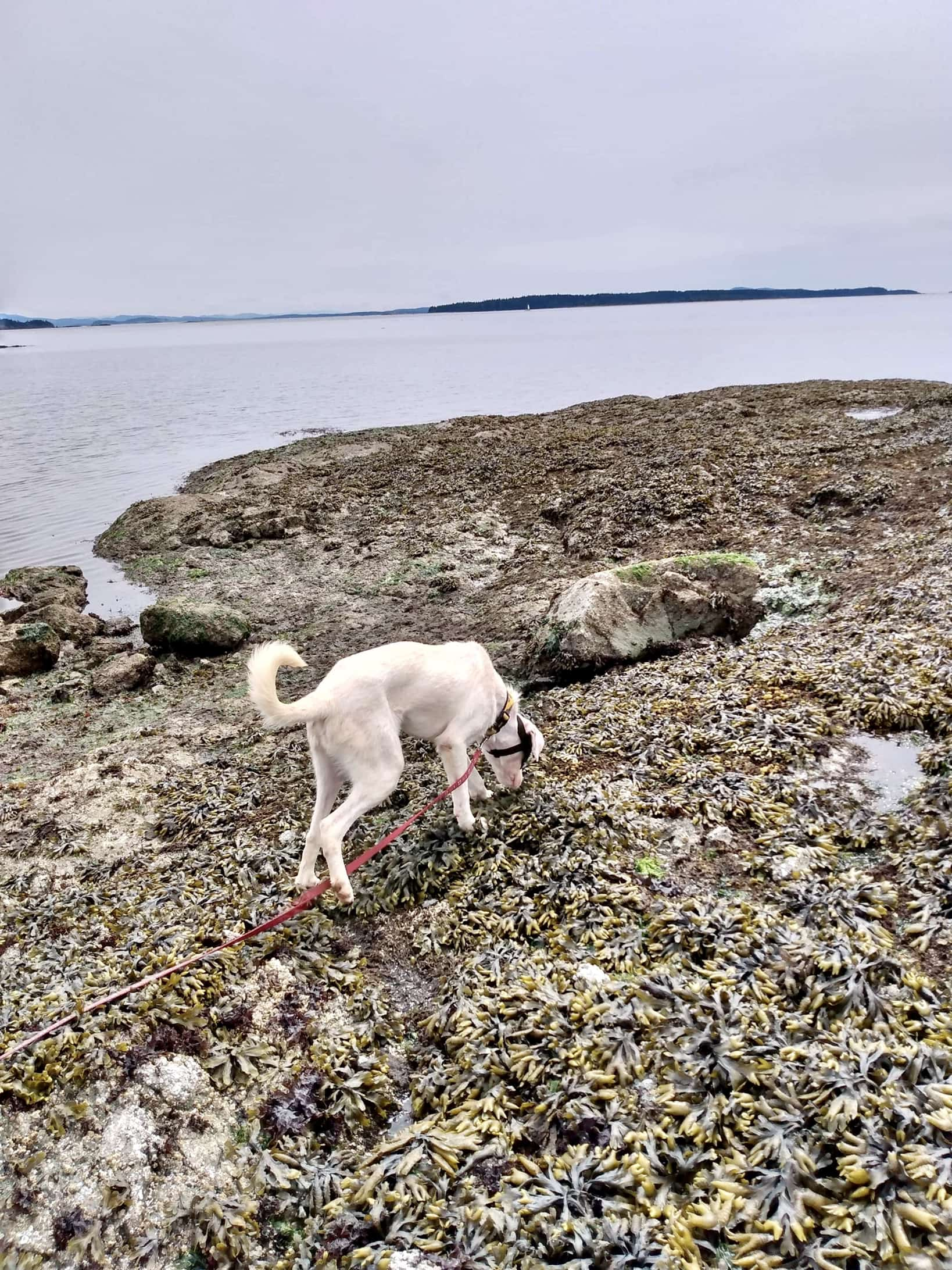 Tofino