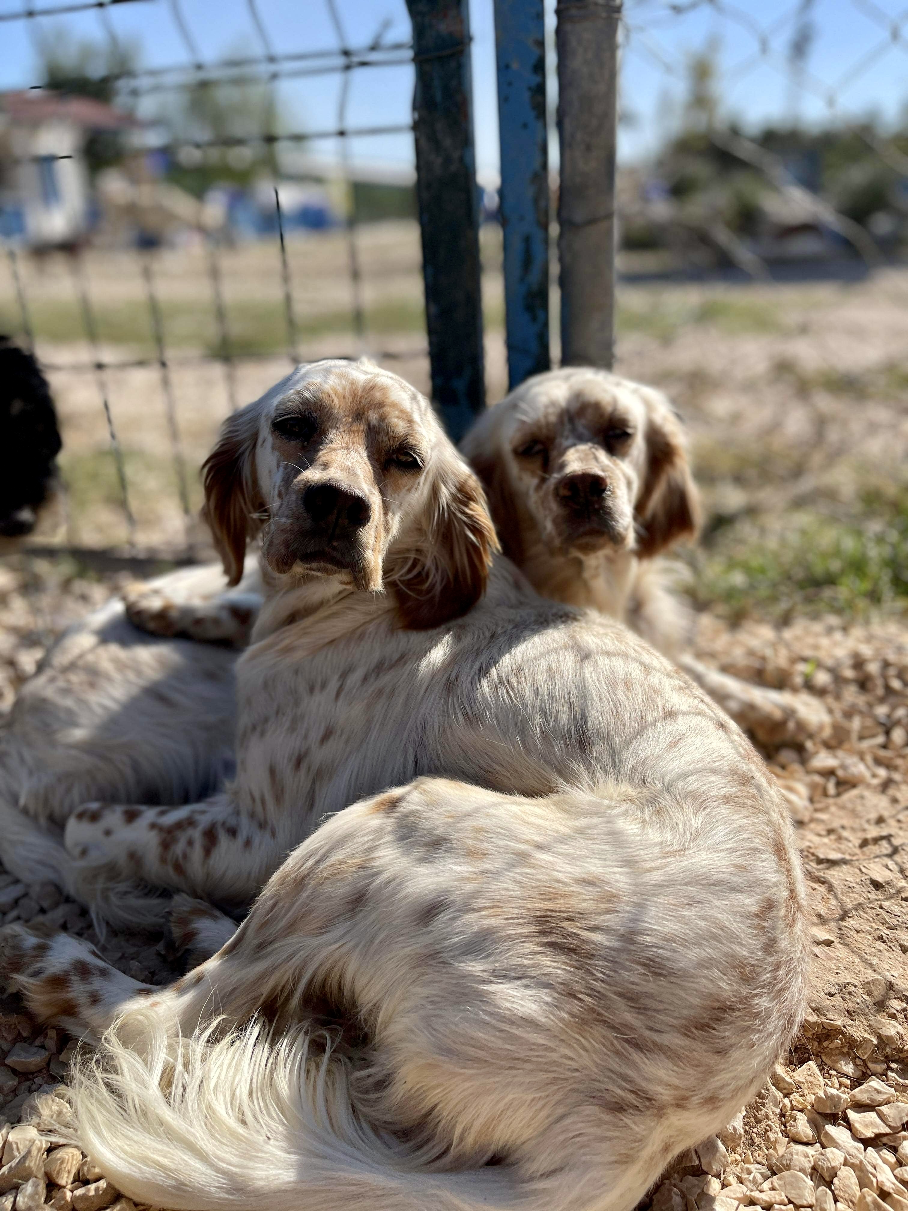 Sea and Beach - BONDED PAIR