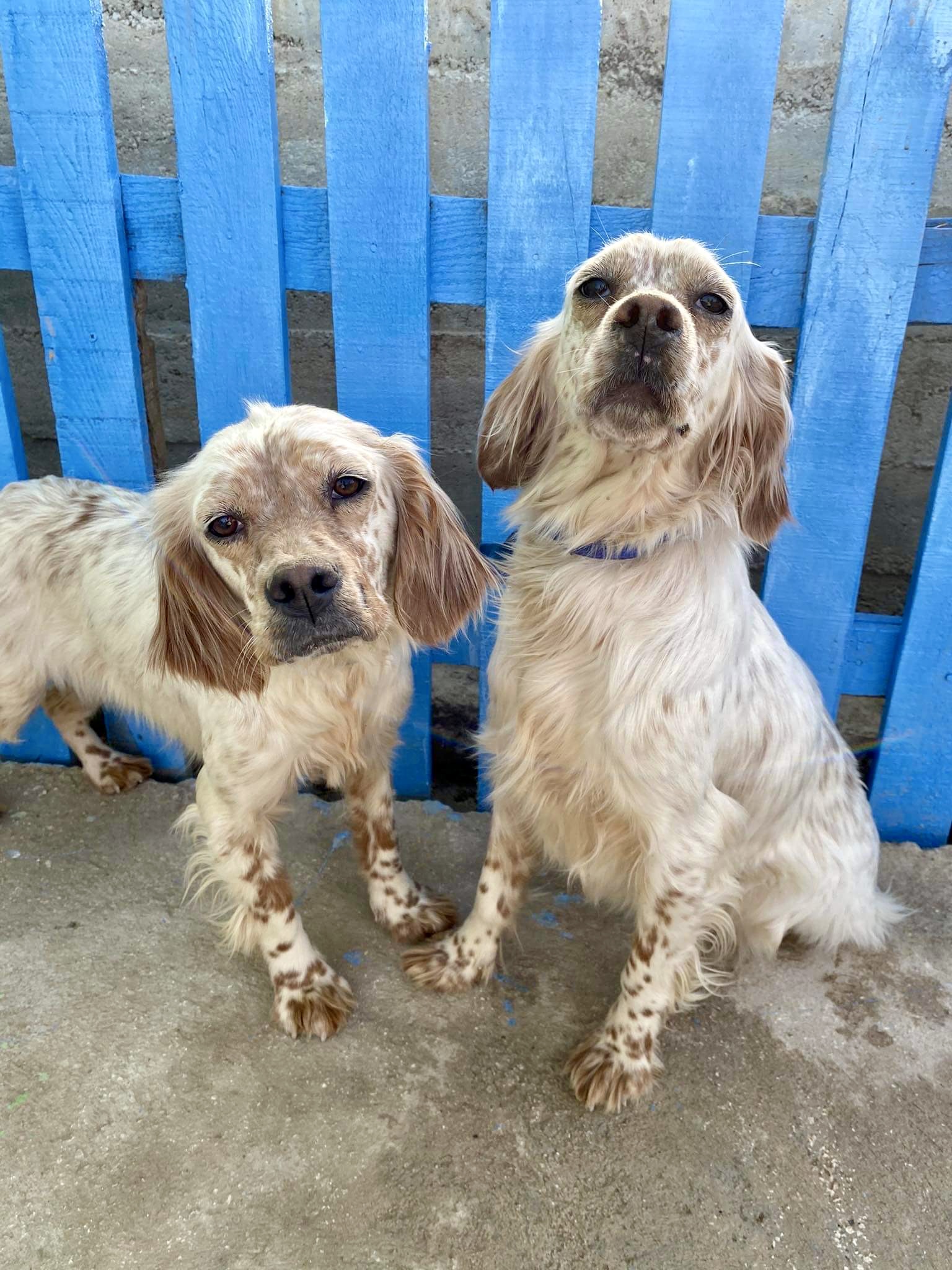 Sea and Beach - BONDED PAIR