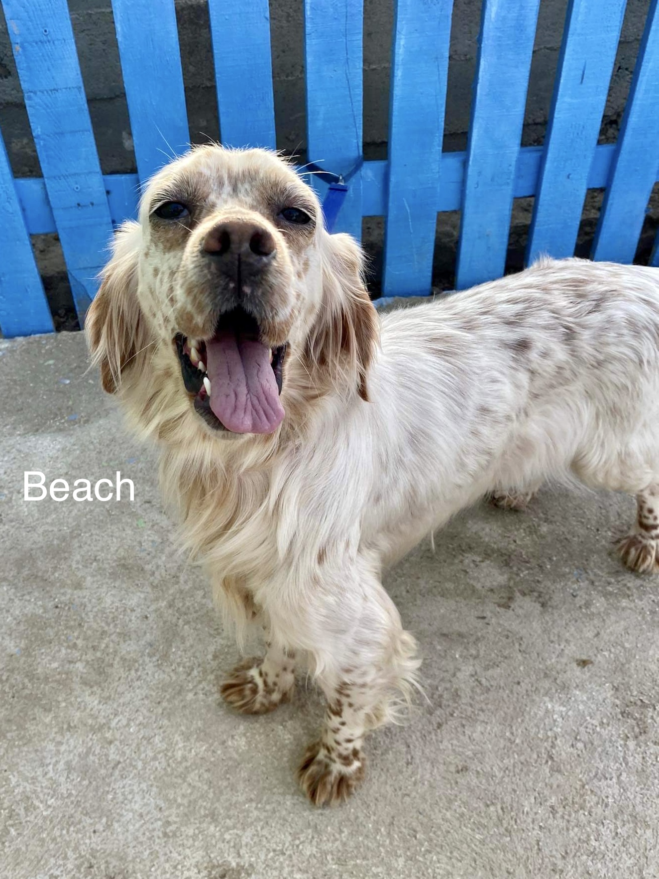 Sea and Beach - BONDED PAIR