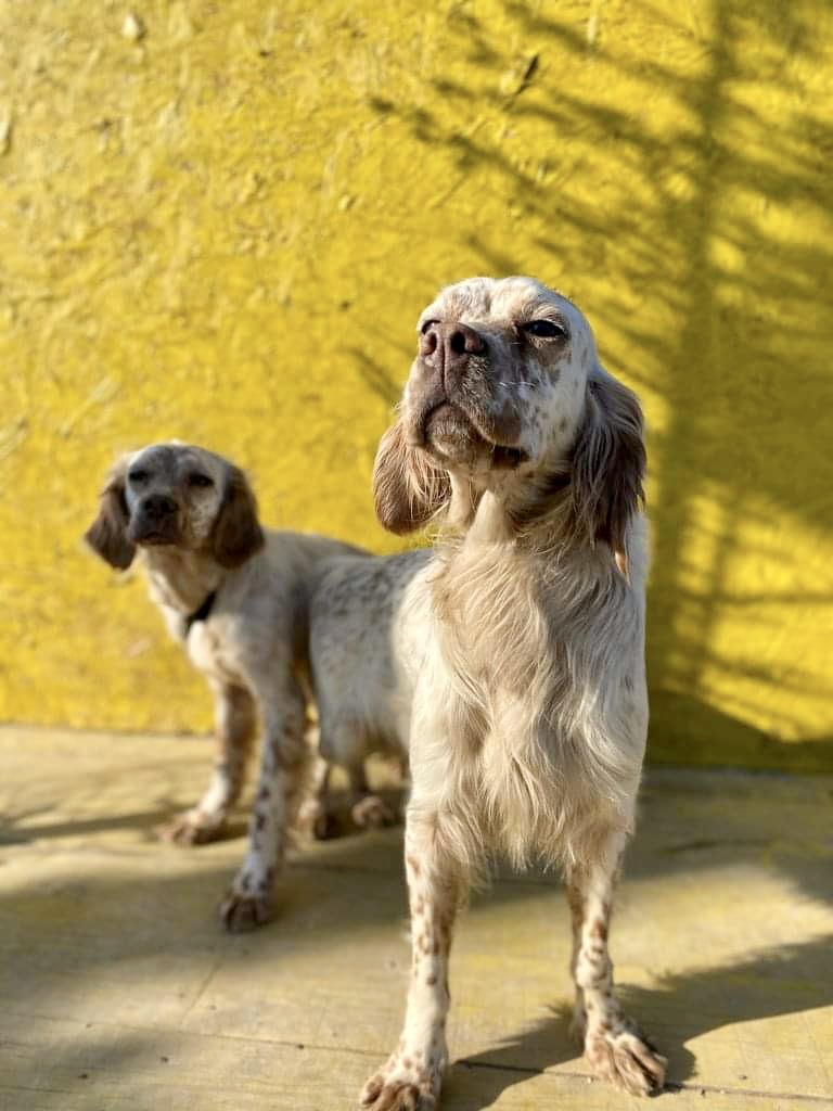 Sea and Beach - BONDED PAIR