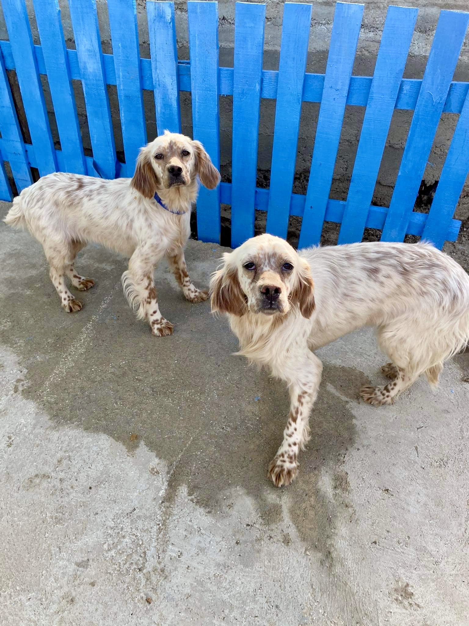 Sea and Beach - BONDED PAIR