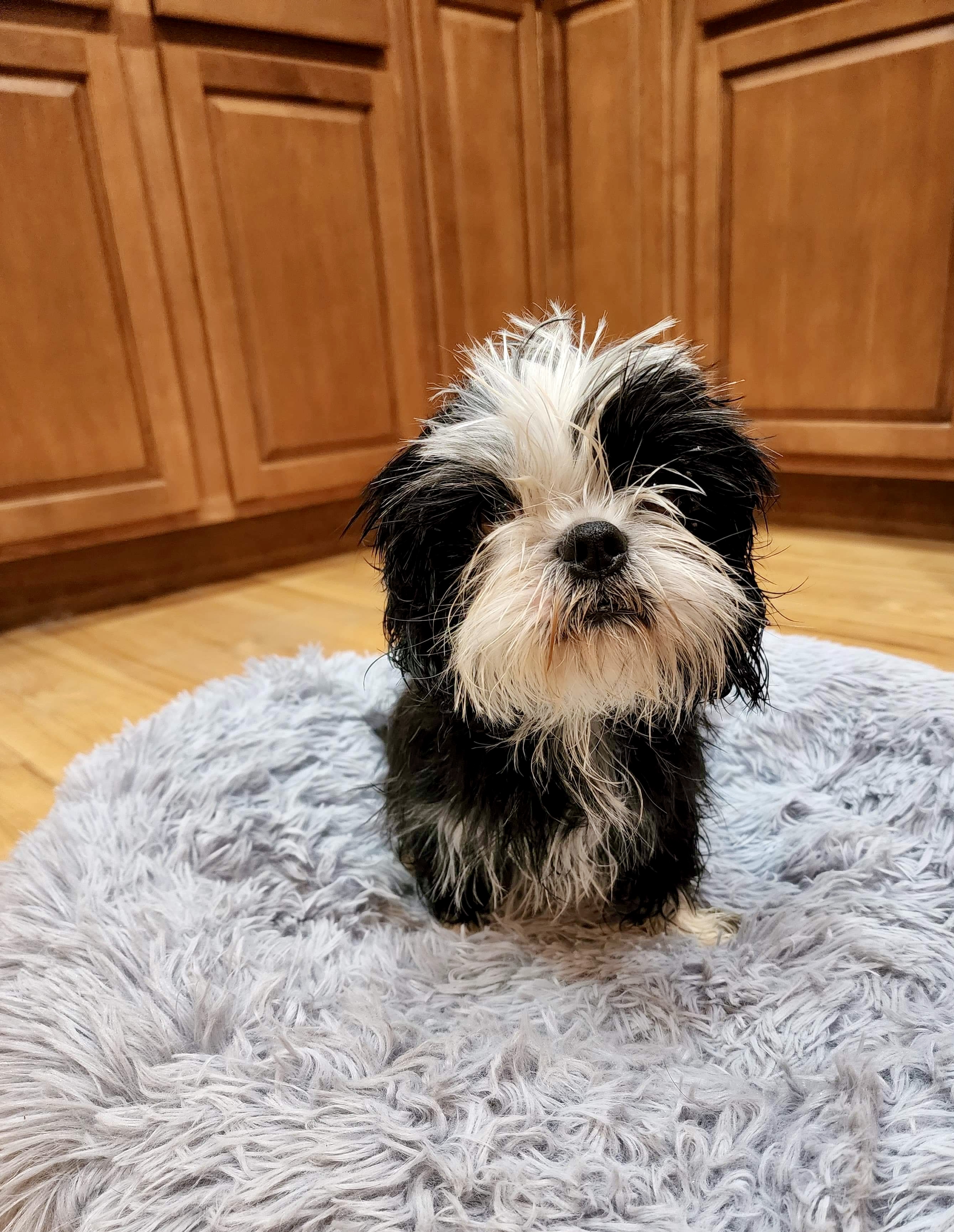 Molly