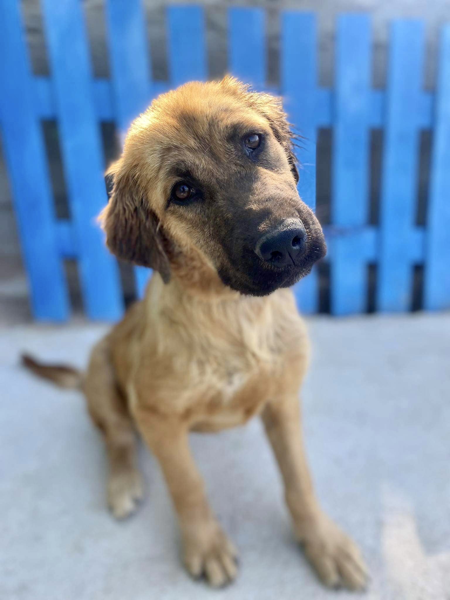 Pepper (fka Tulip)