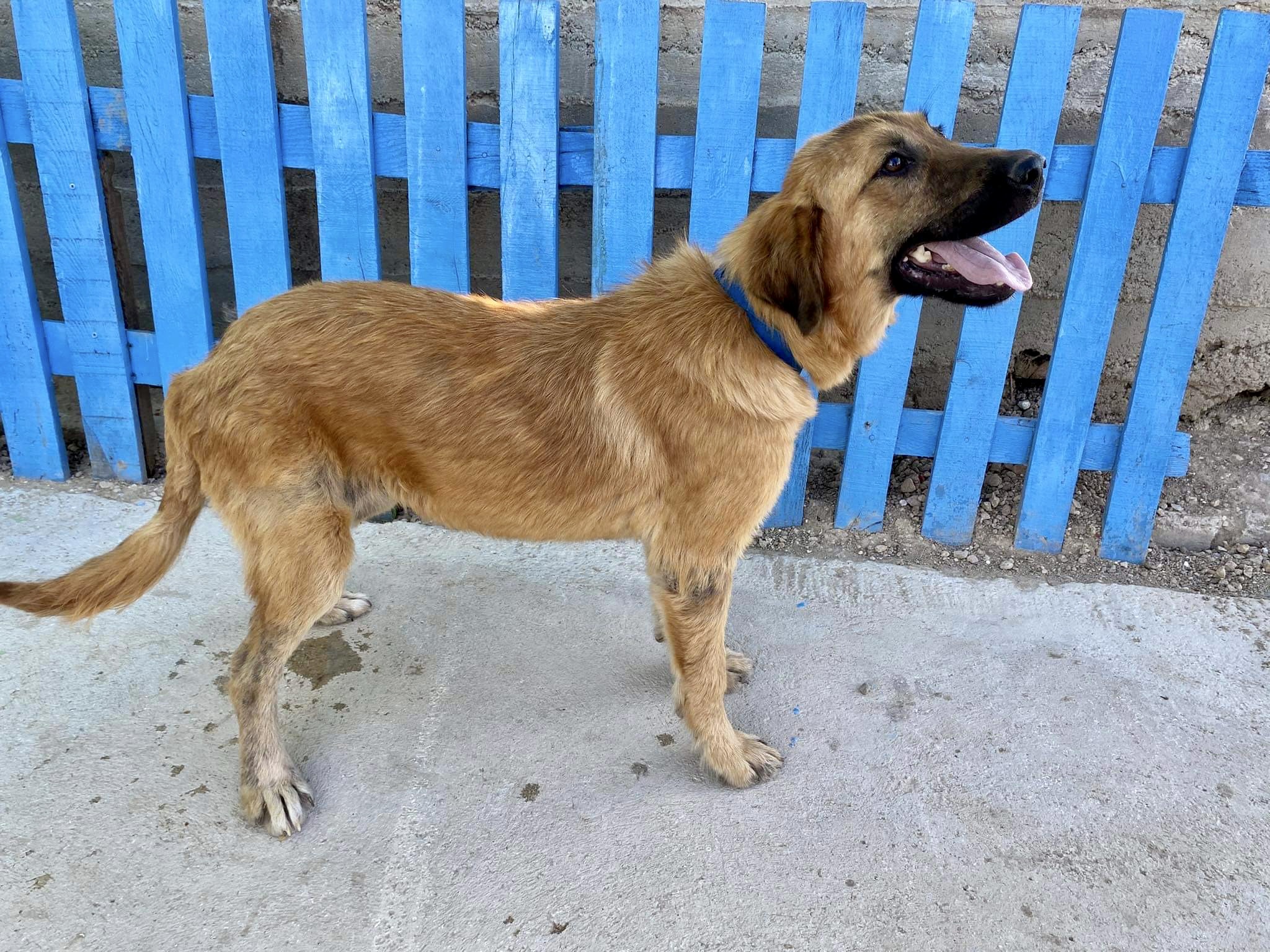 Pepper (fka Tulip)