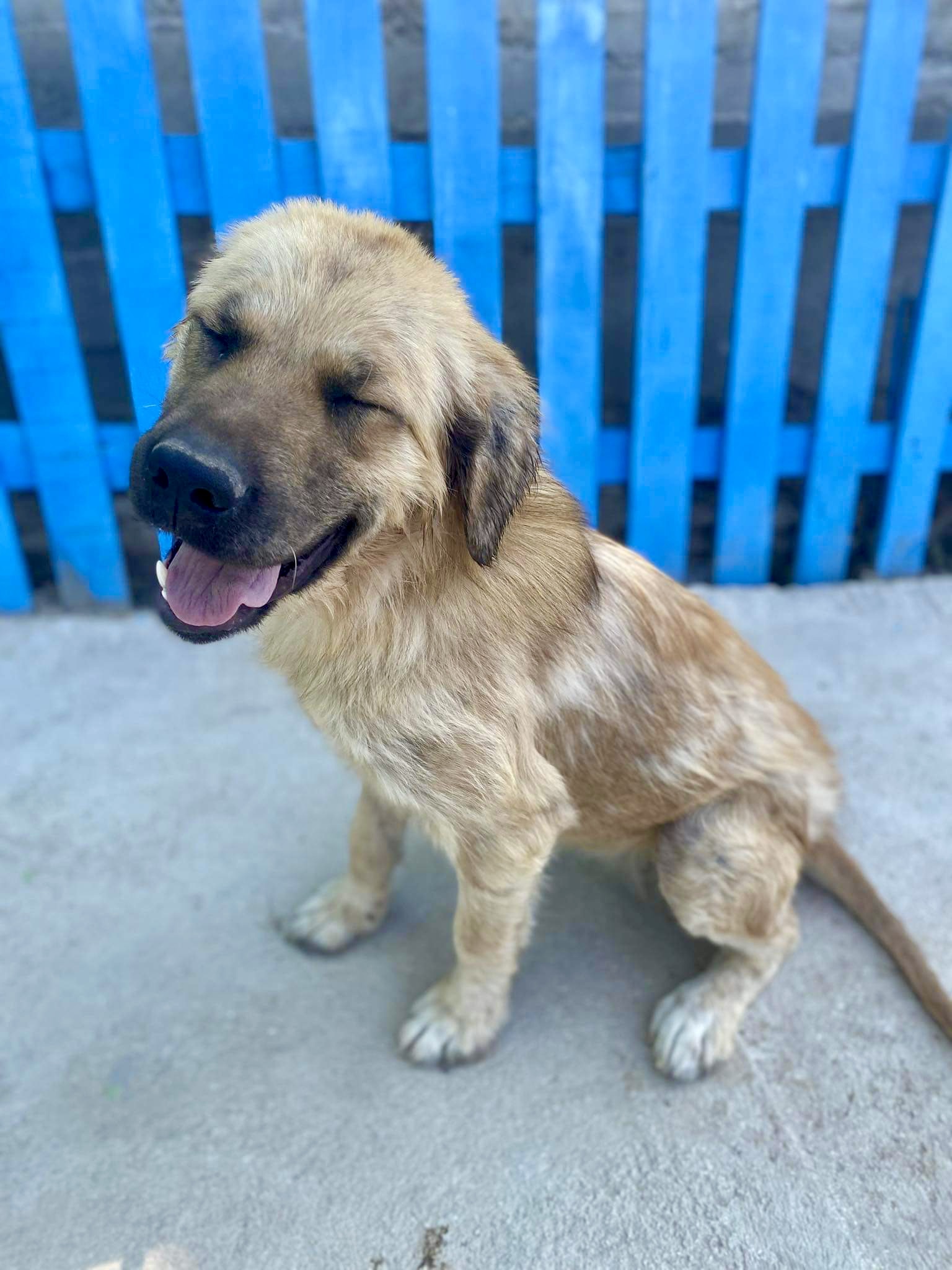 Tilly (fka Dahlia)