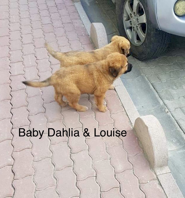 Tilly (fka Dahlia)