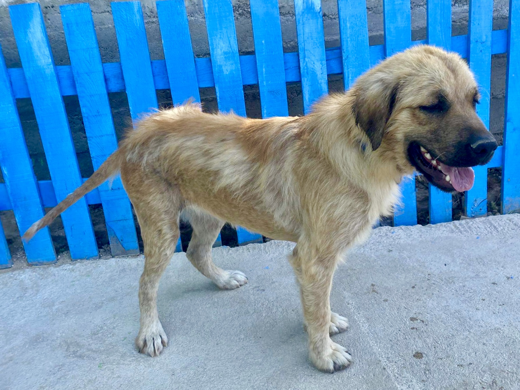 Tilly (fka Dahlia)