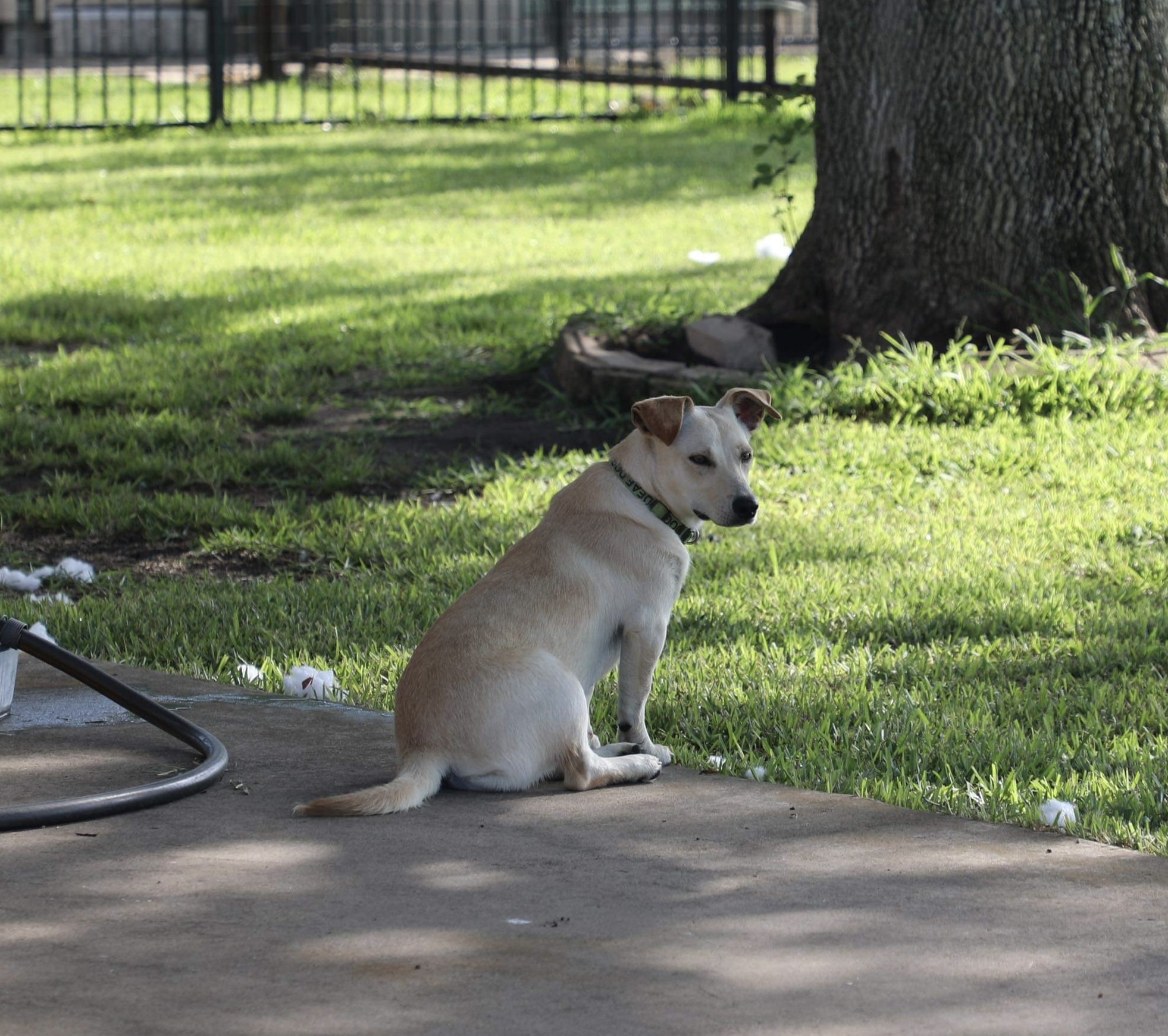 Maisy (fka Bubbles) 