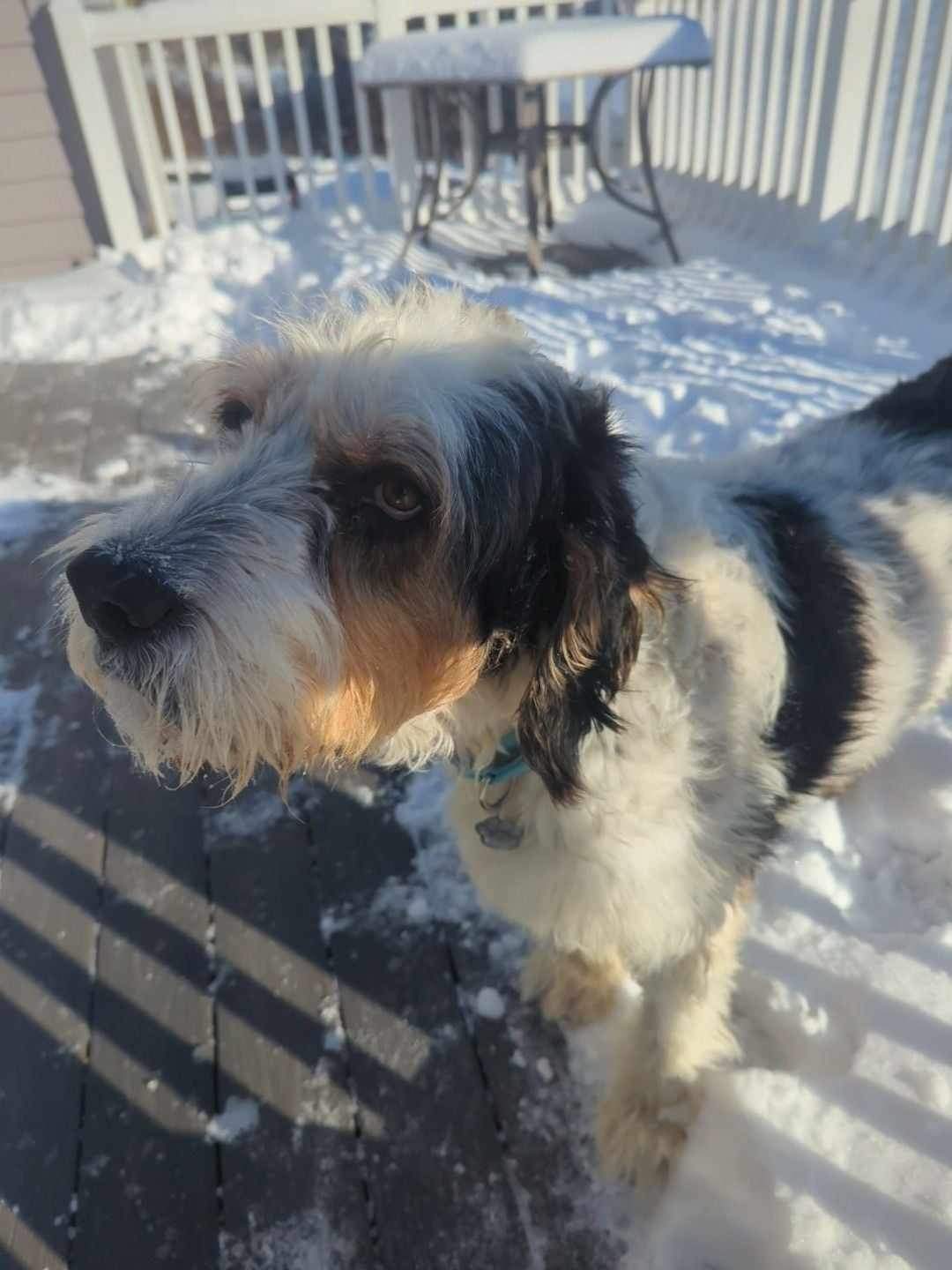 Bandit 