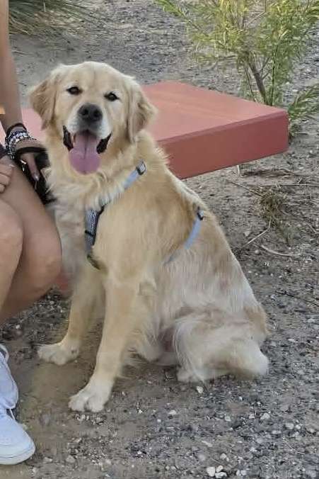 Cody