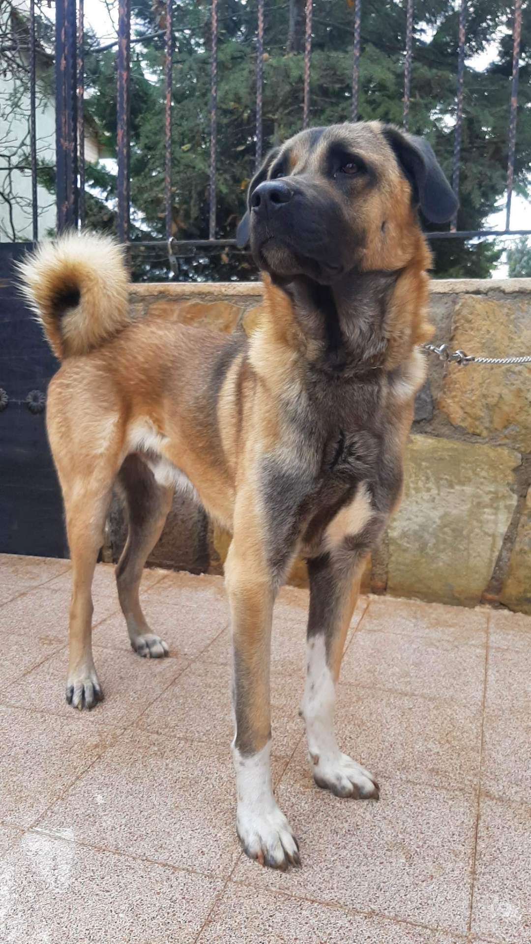 Alaca 