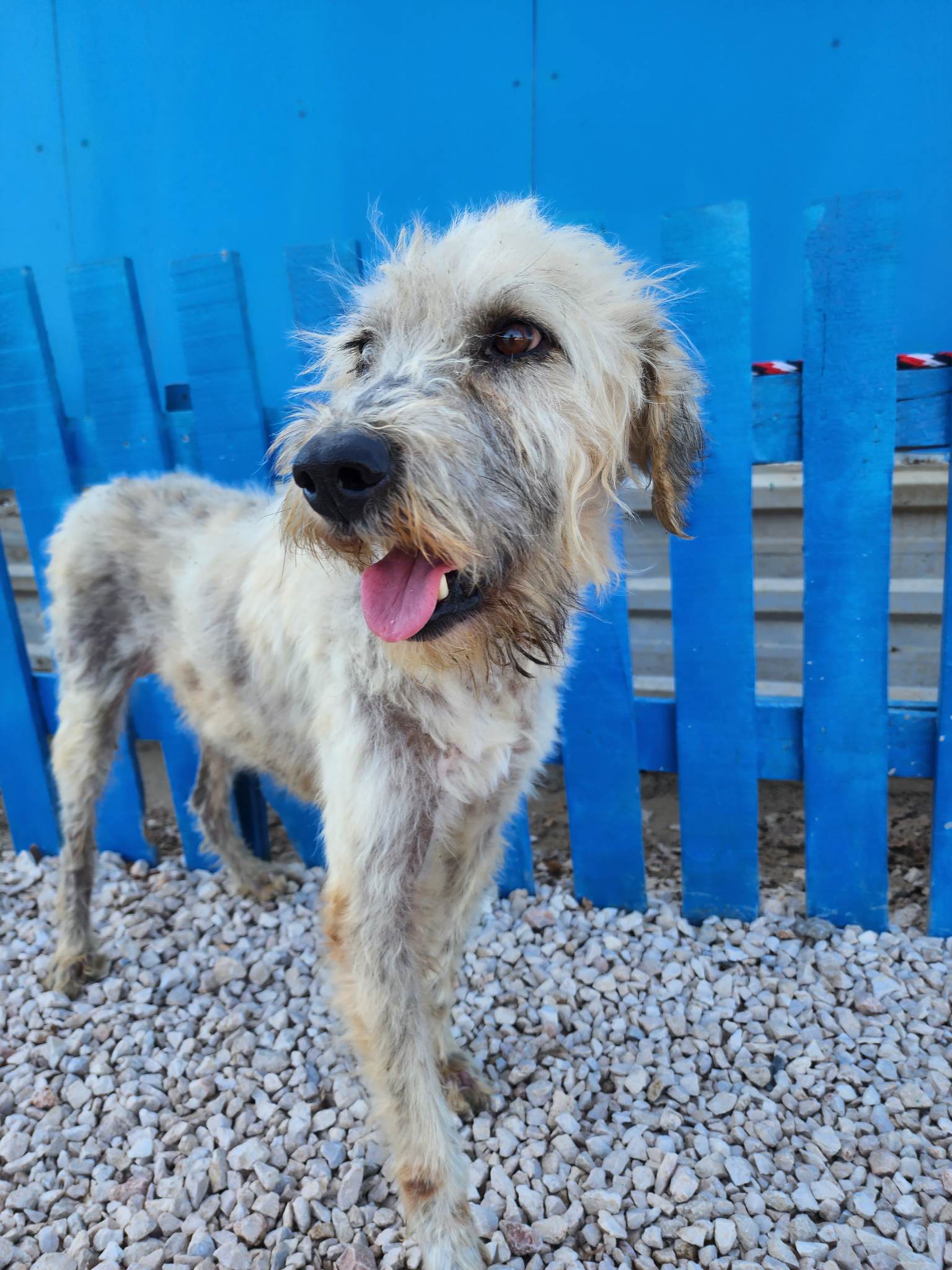 Archie <br> Gone But Not Forgotten