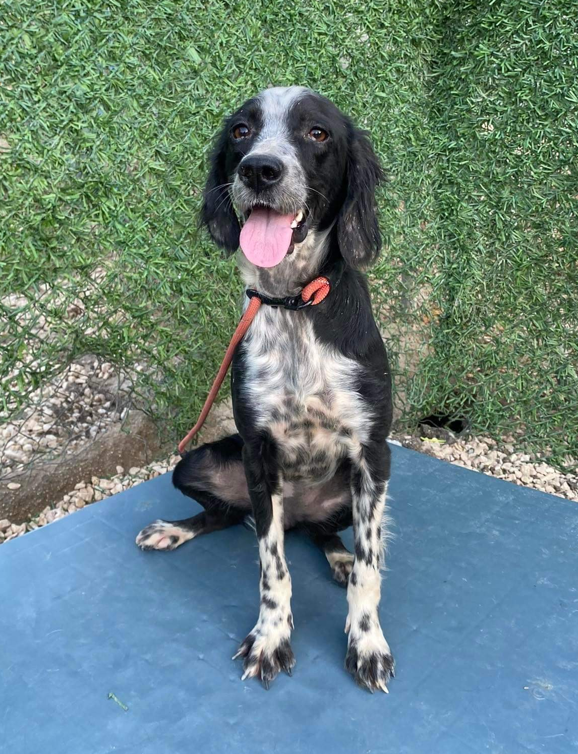 Estrella <br> Gone, But Not Forgotten