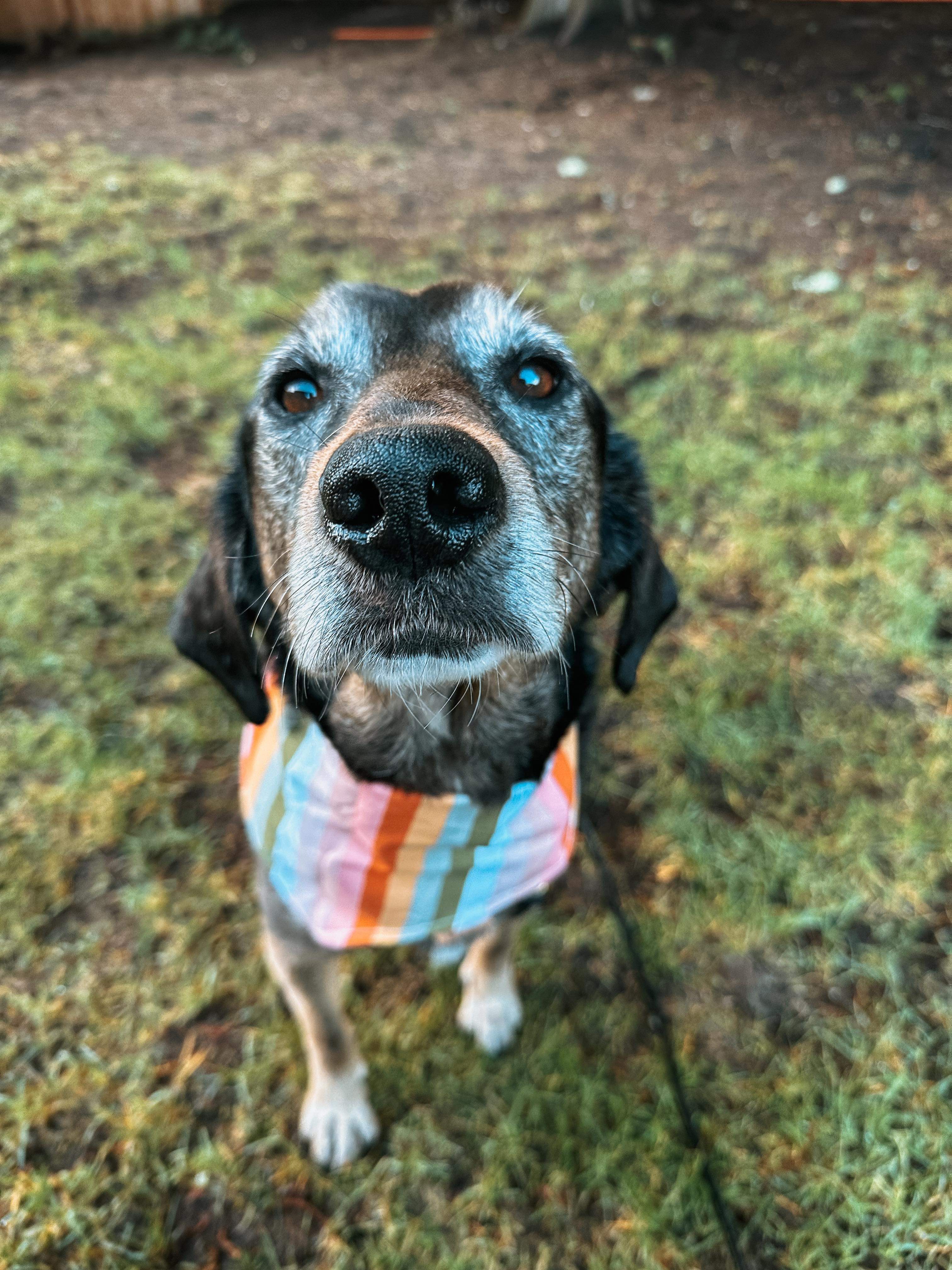 Amara 